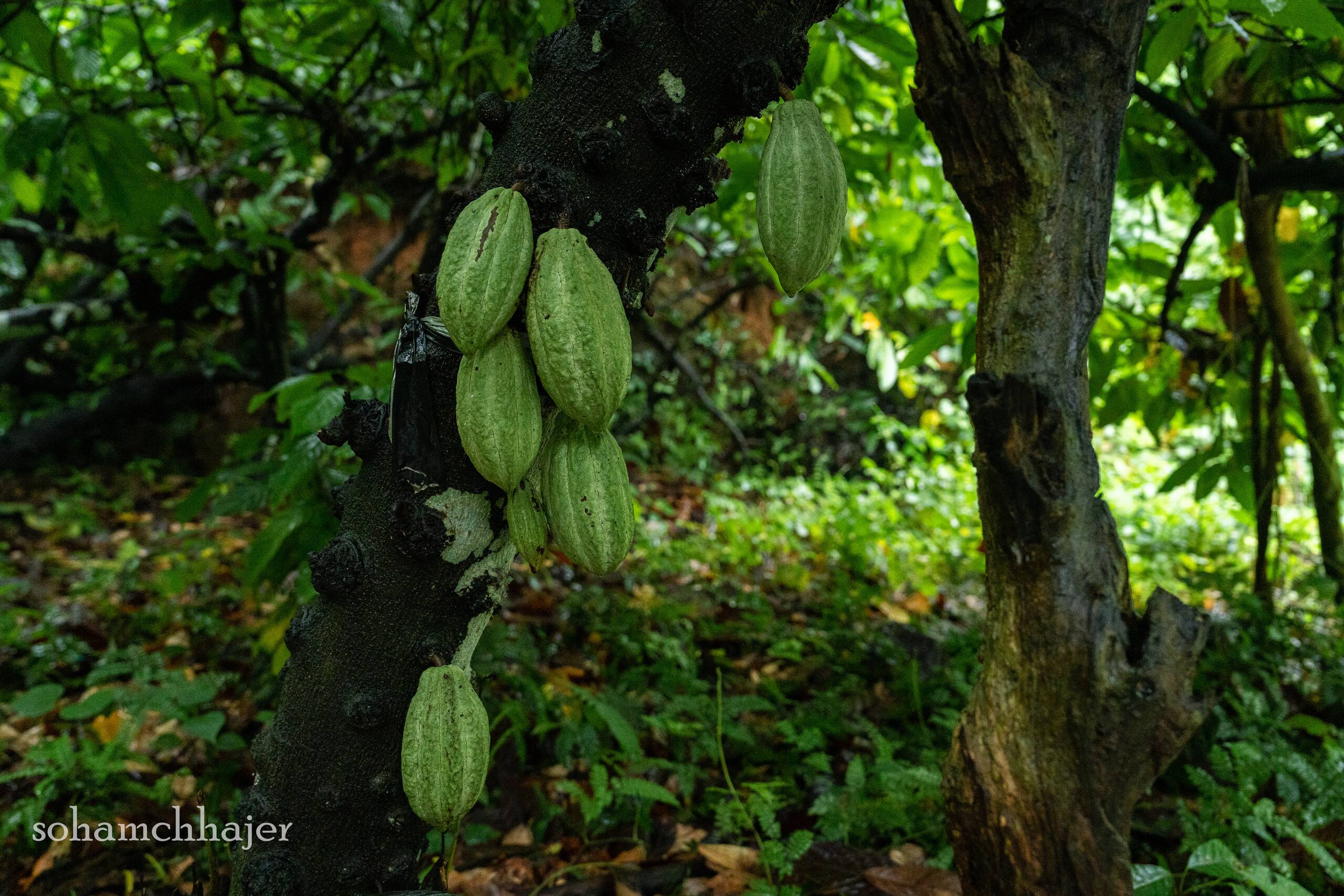 Varanashi Organic Farms | Eco-Tree House 17