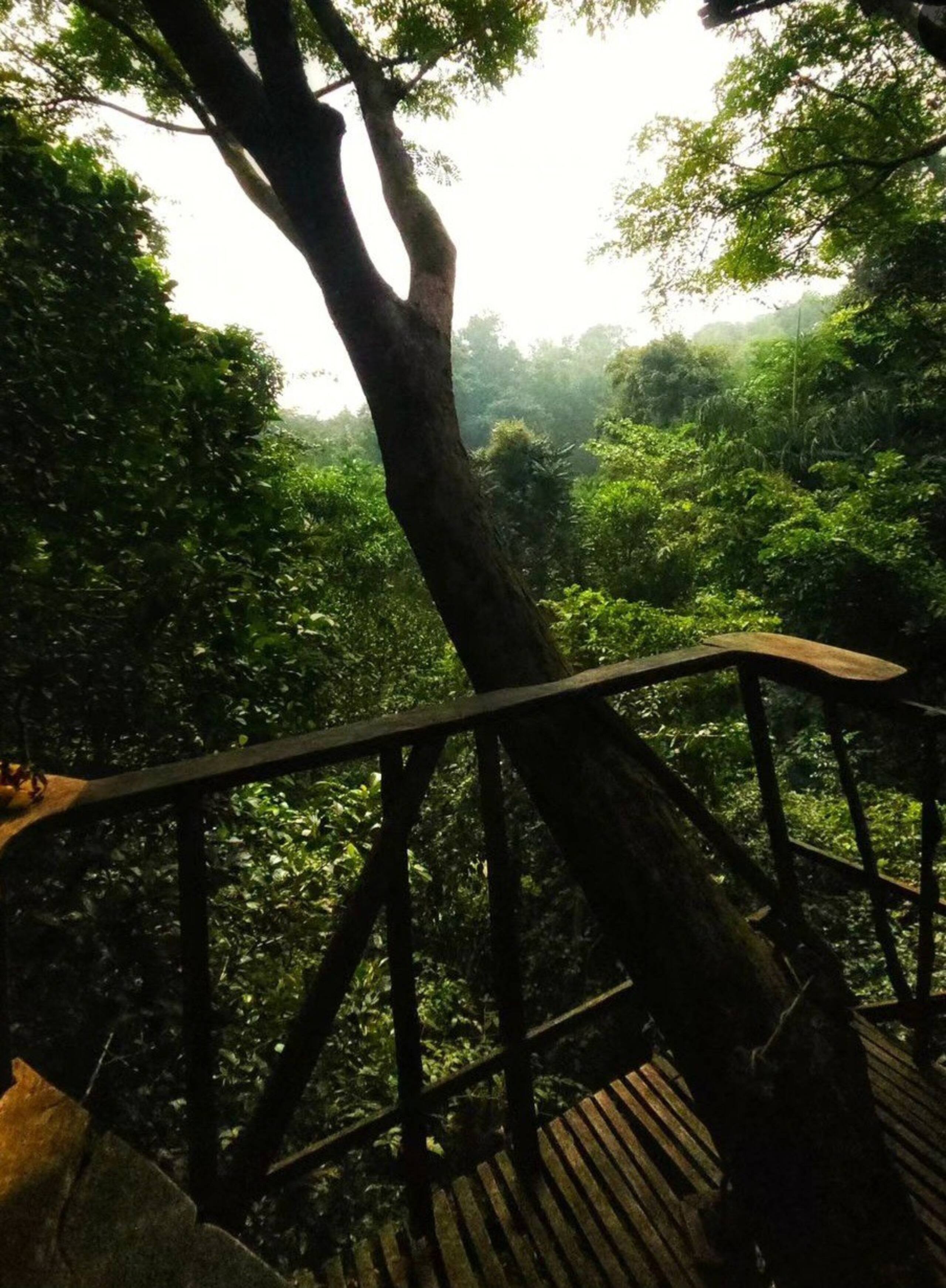 Varanashi Organic Farms | Eco-Tree House 3