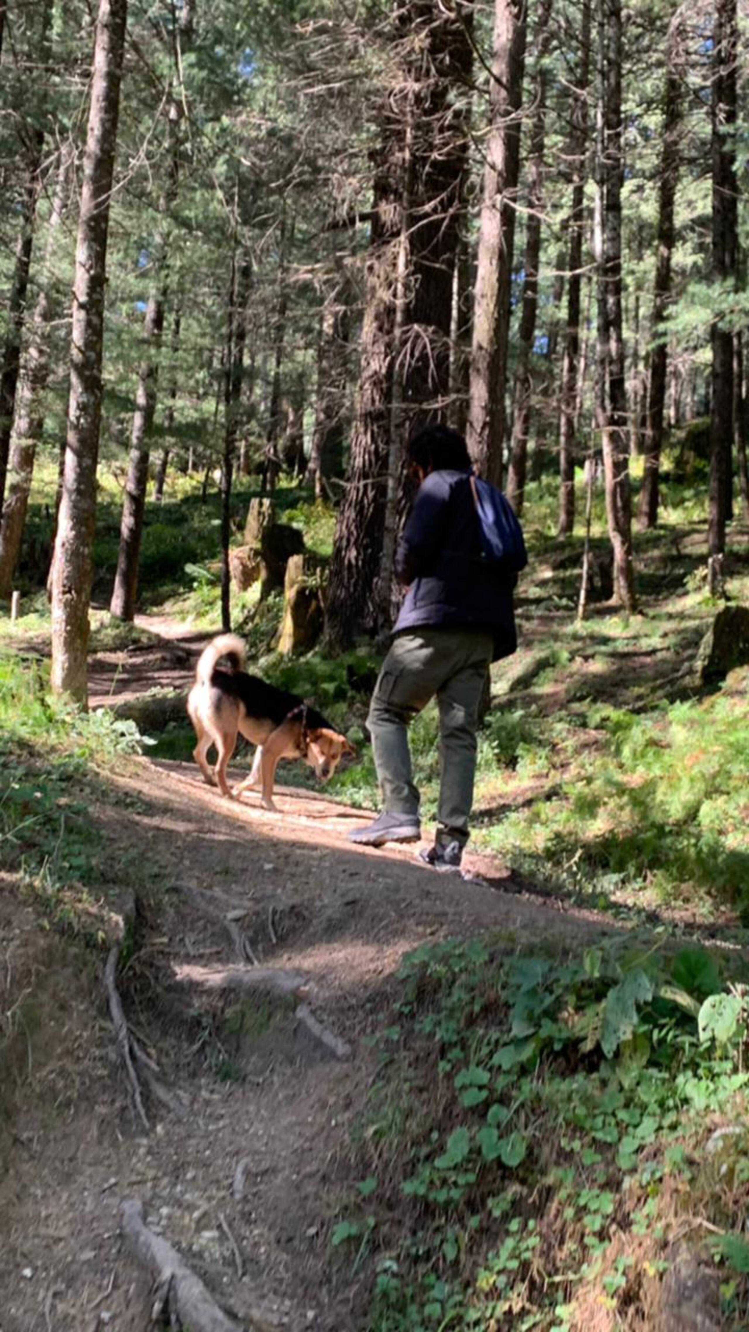 Glamping on the mountain 11