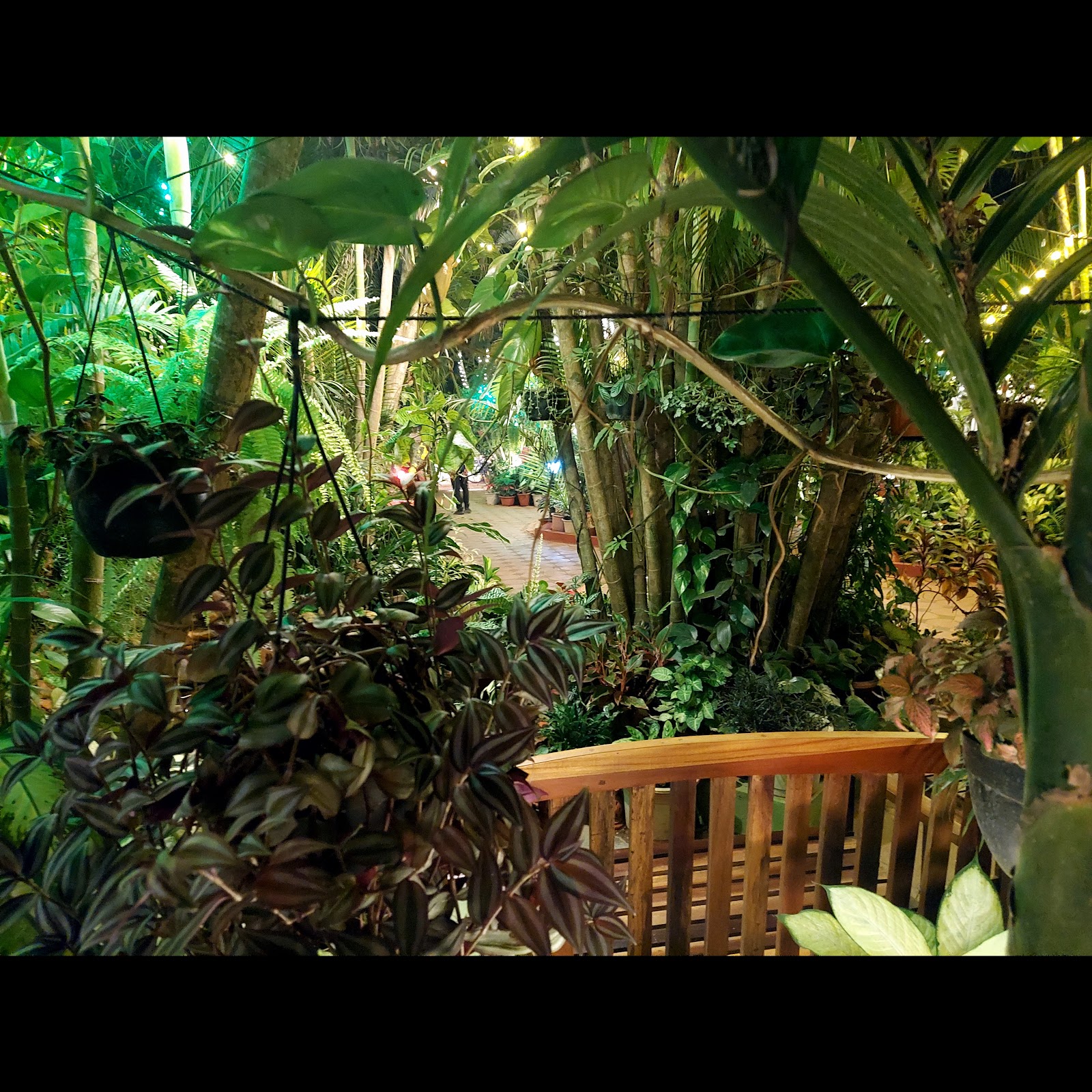 Private Cottage in a Palm Grove Peaceful Retreat 4