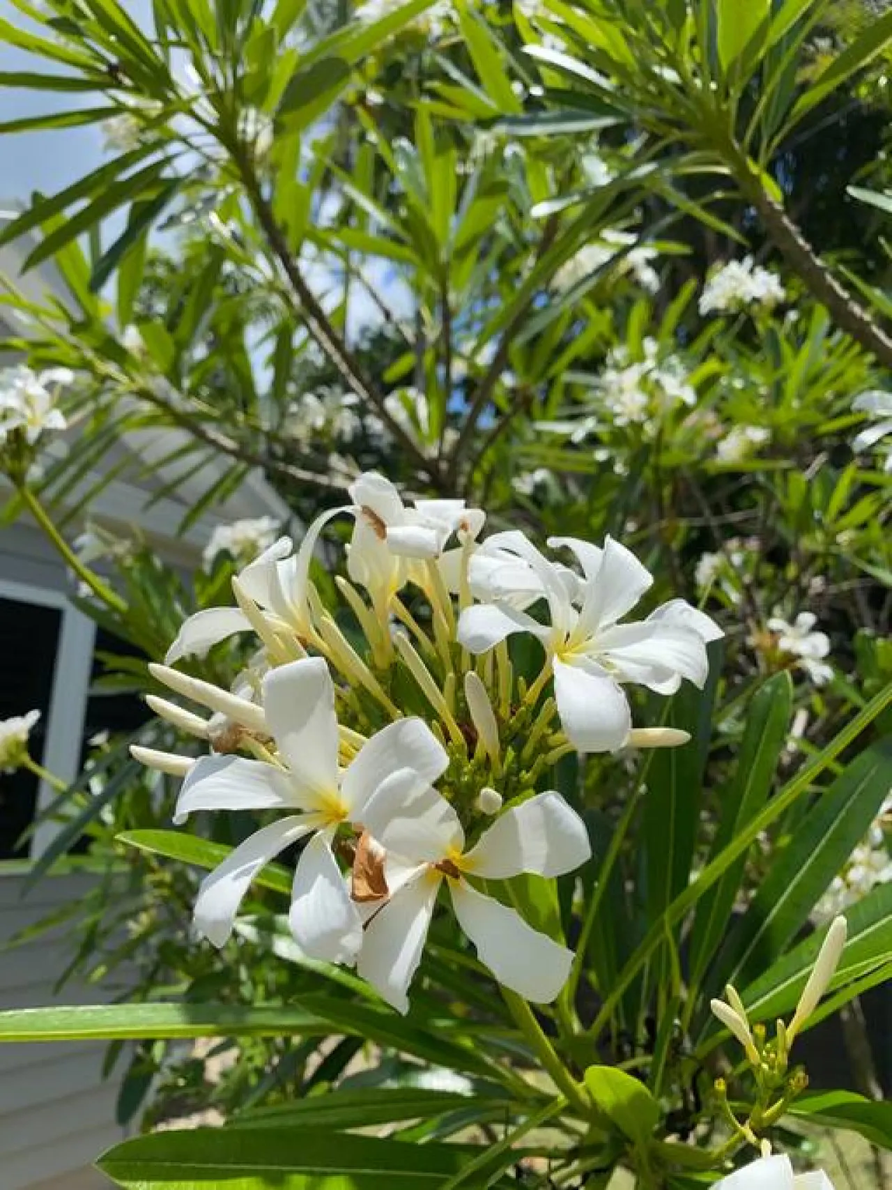 Botanical Gardens Spa Villa - Edge Hill sleeps 9 16