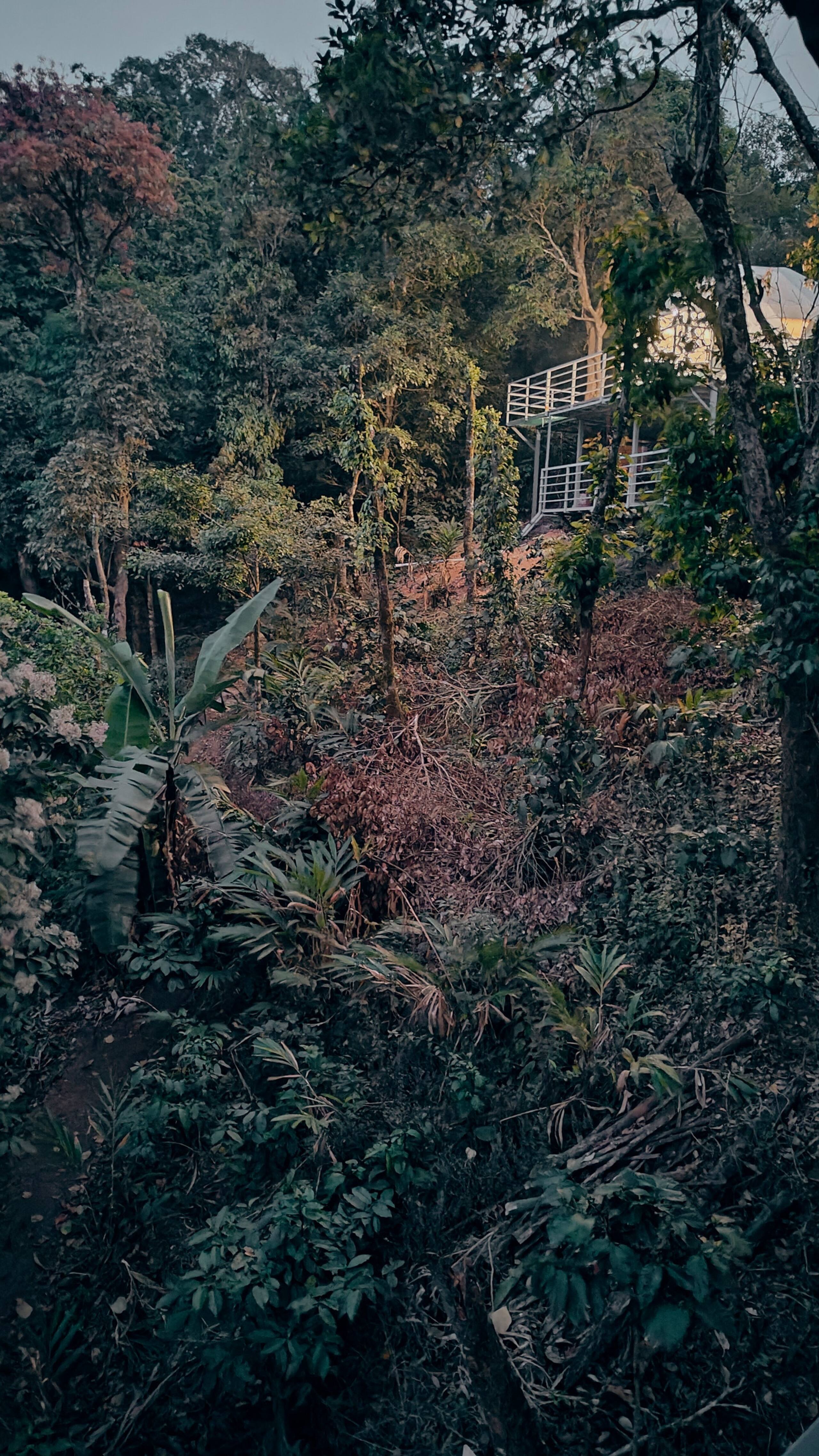 Luxury Tree GlampingDome Woodpecker coffee estate 29