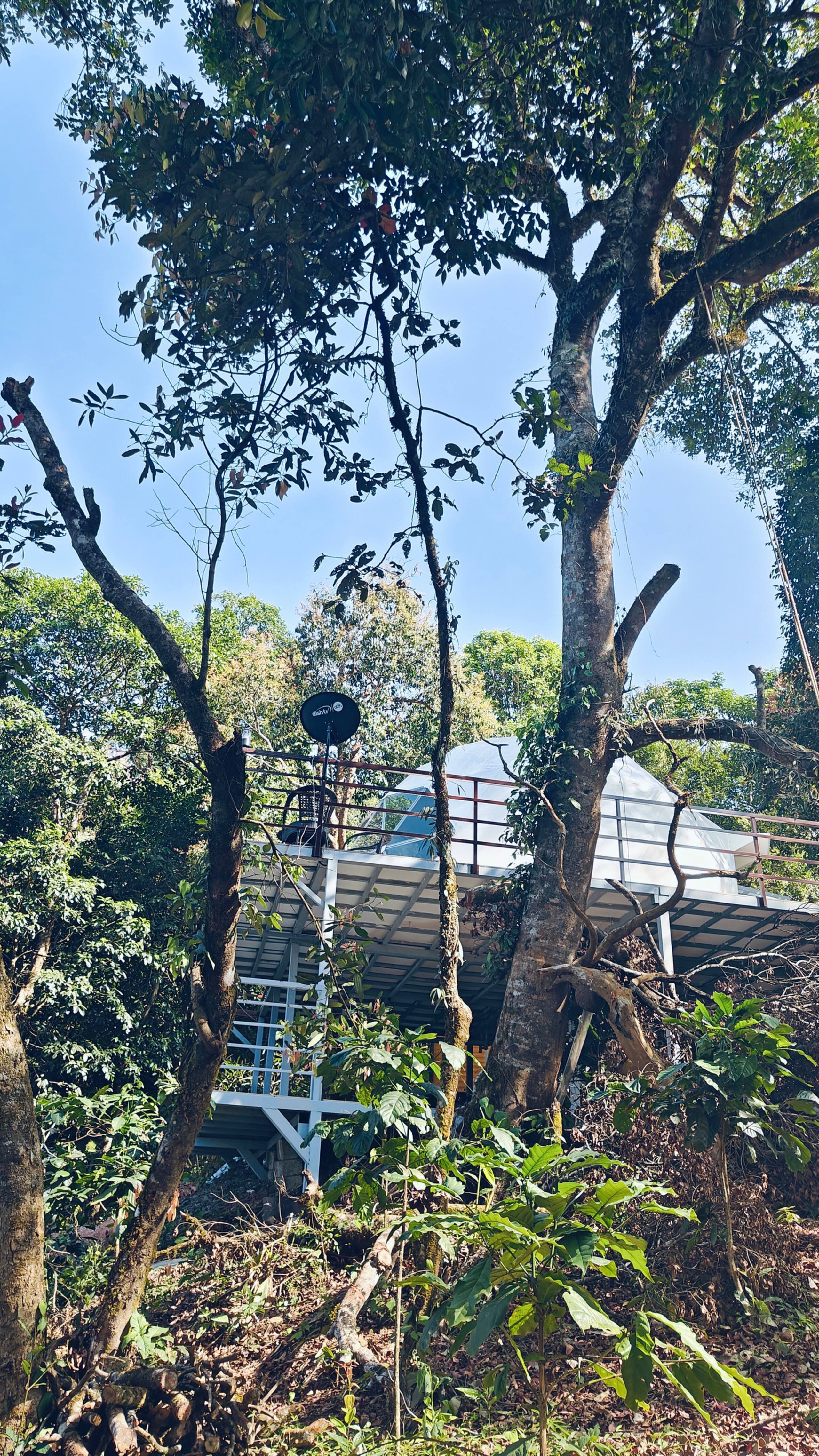 Luxury Tree GlampingDome Woodpecker coffee estate 19