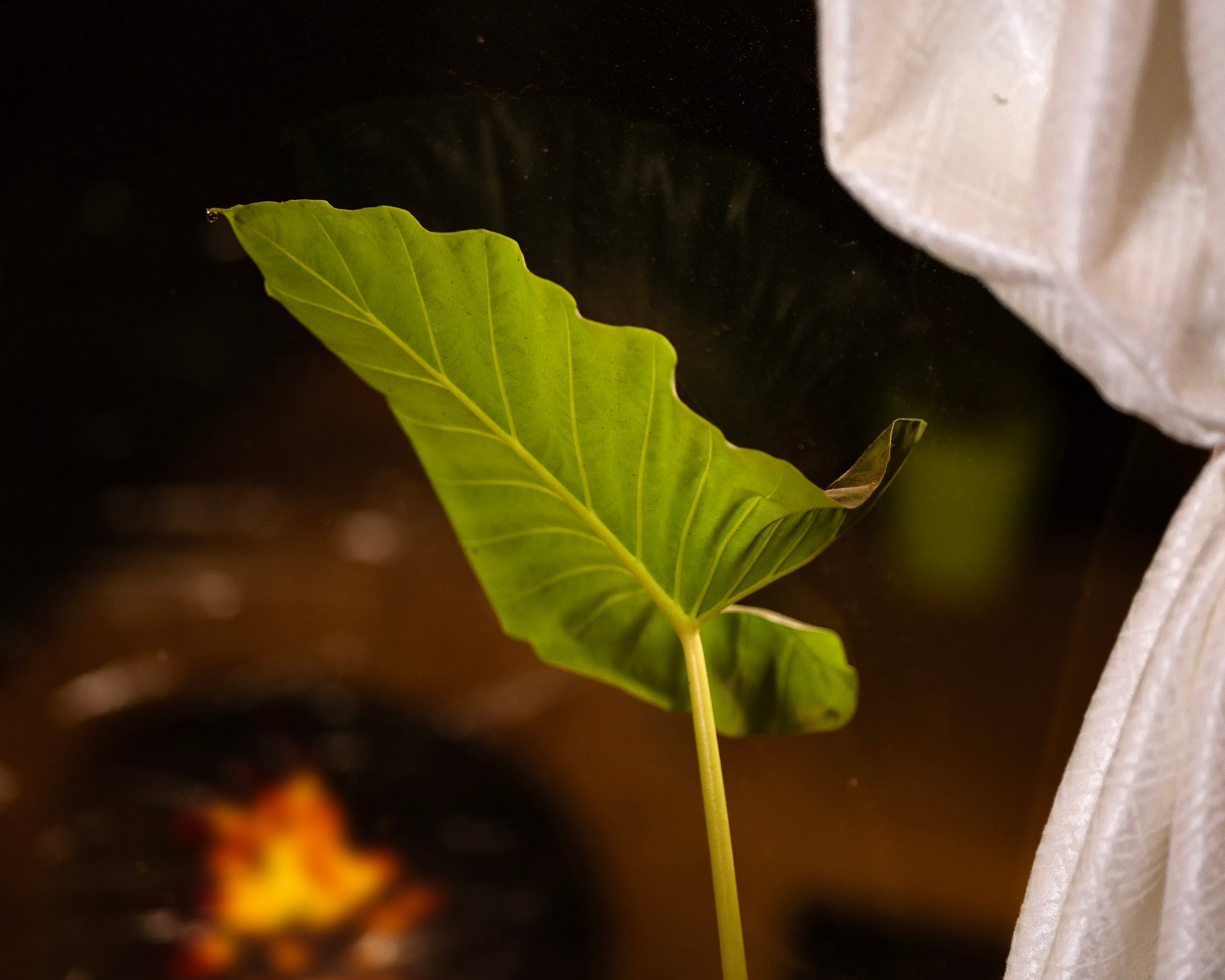 Parijatham Mudhouse | Valley Views and Firepit 17