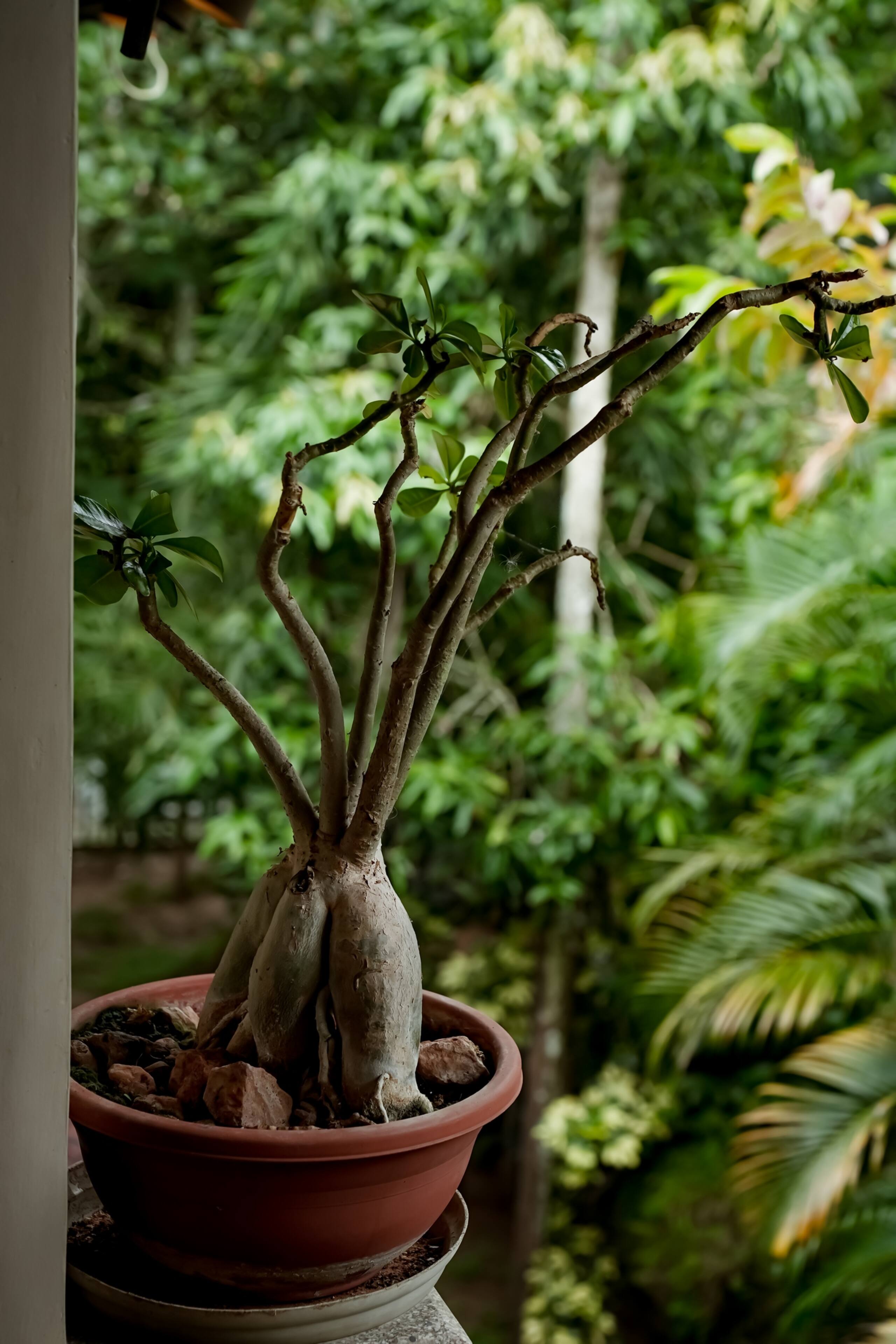 Woods Away Private Villa ~ Forestree Wayanad 36