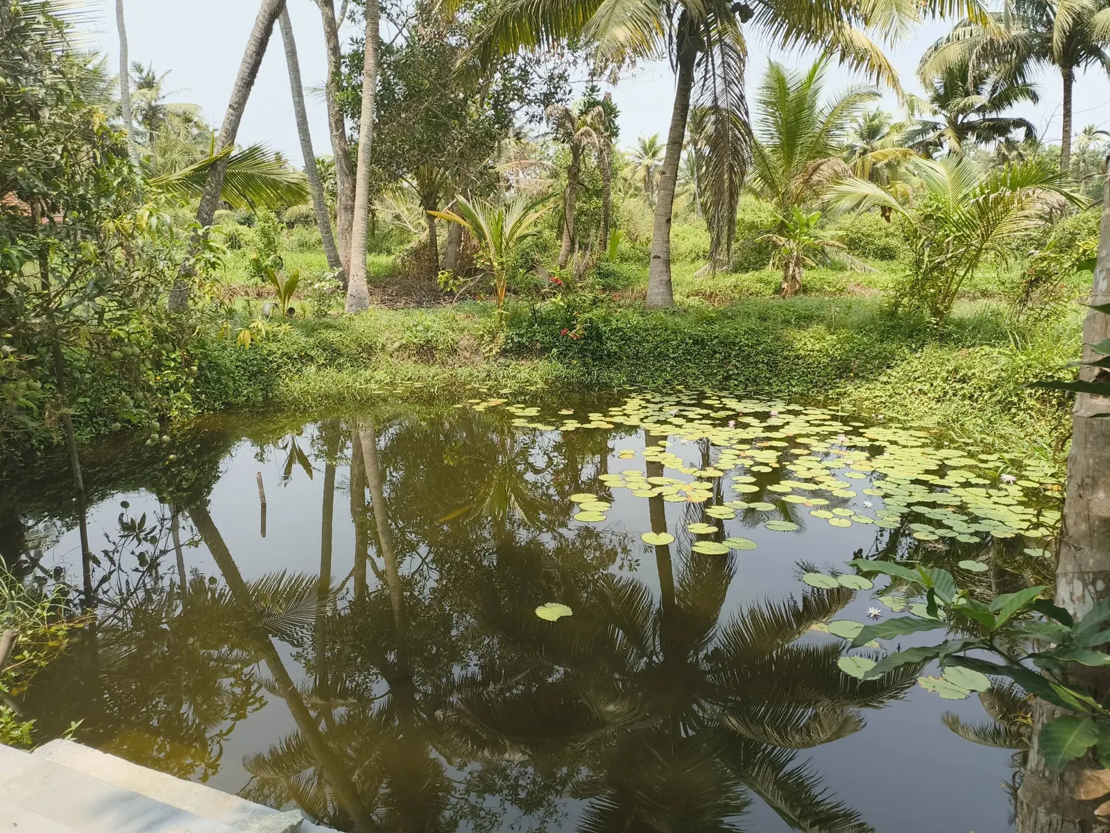Peaceful Garden Stay in Kumarapuram, Haripad 6