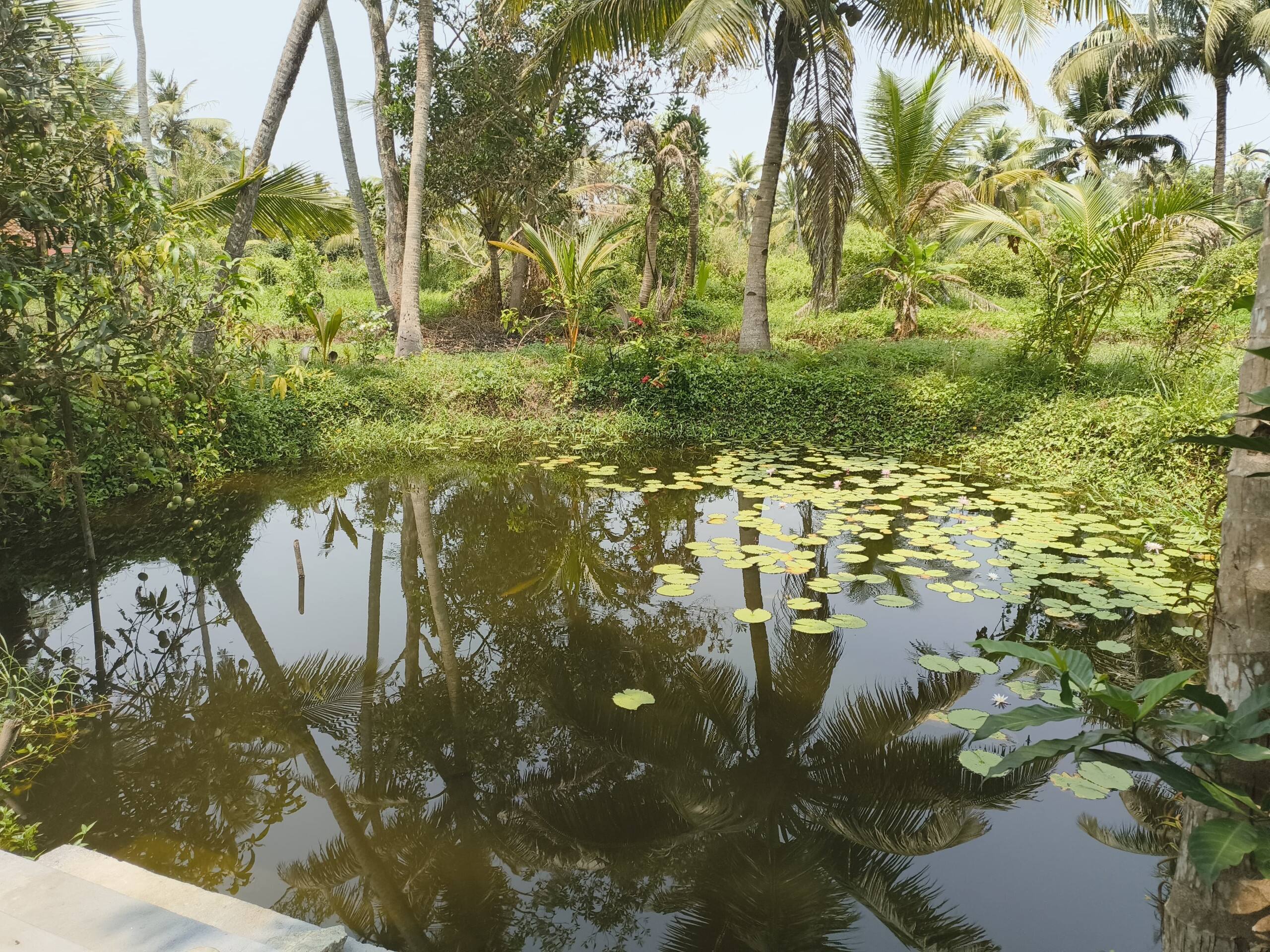 Peaceful Garden Stay in Kumarapuram, Haripad 6