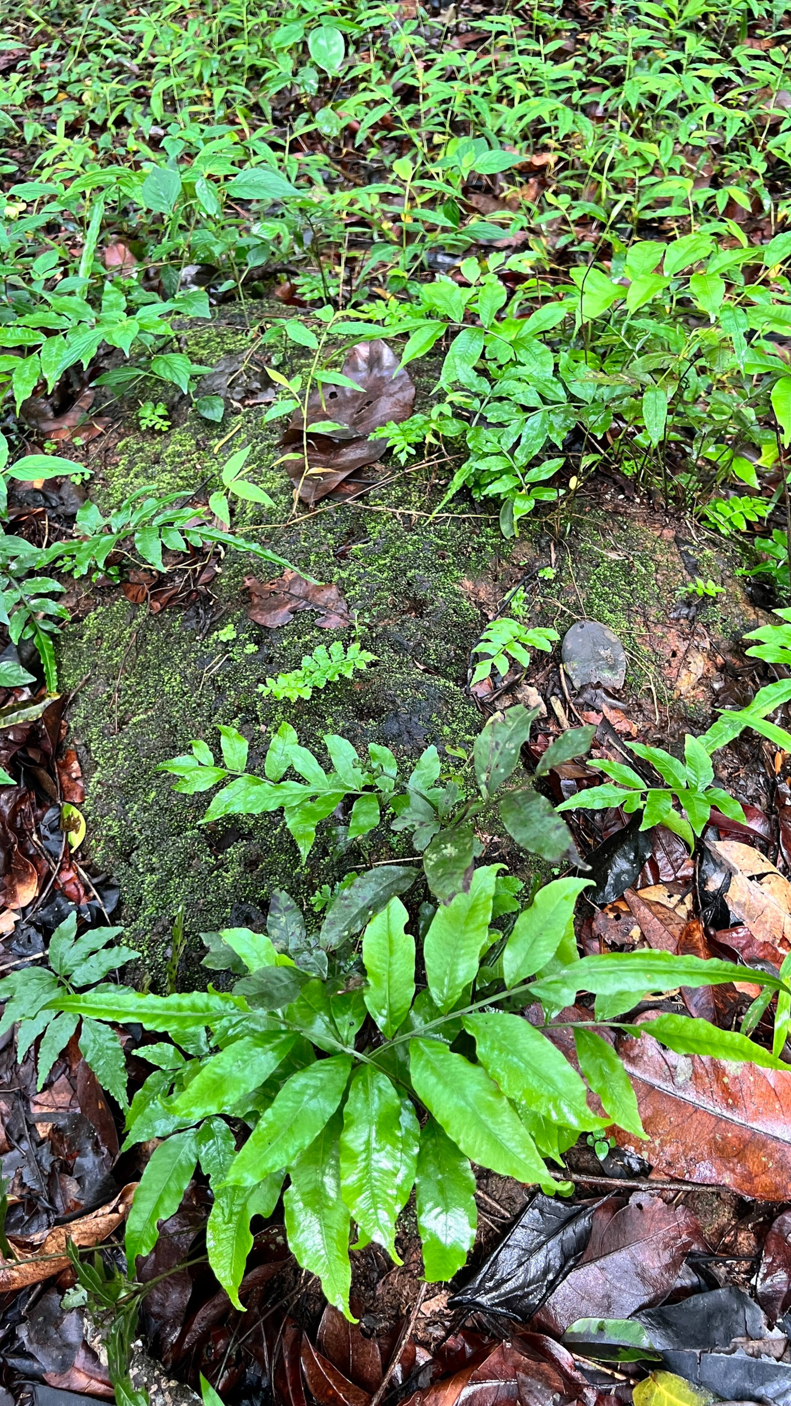 Fern Valley forest&stream view cottage 32