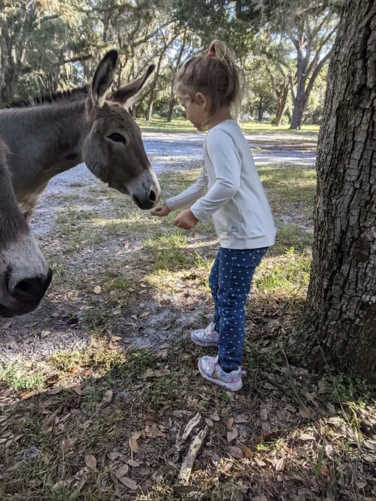 Cool Cabin+FREE Horseback Riding+Farm Animals 10