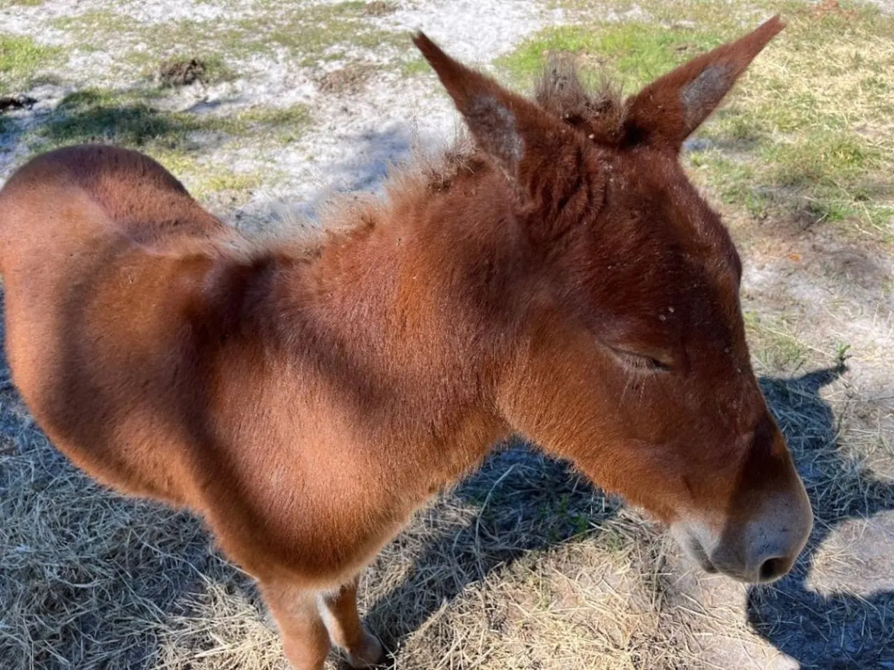 Cool Cabin+FREE Horseback Riding+Farm Animals 17