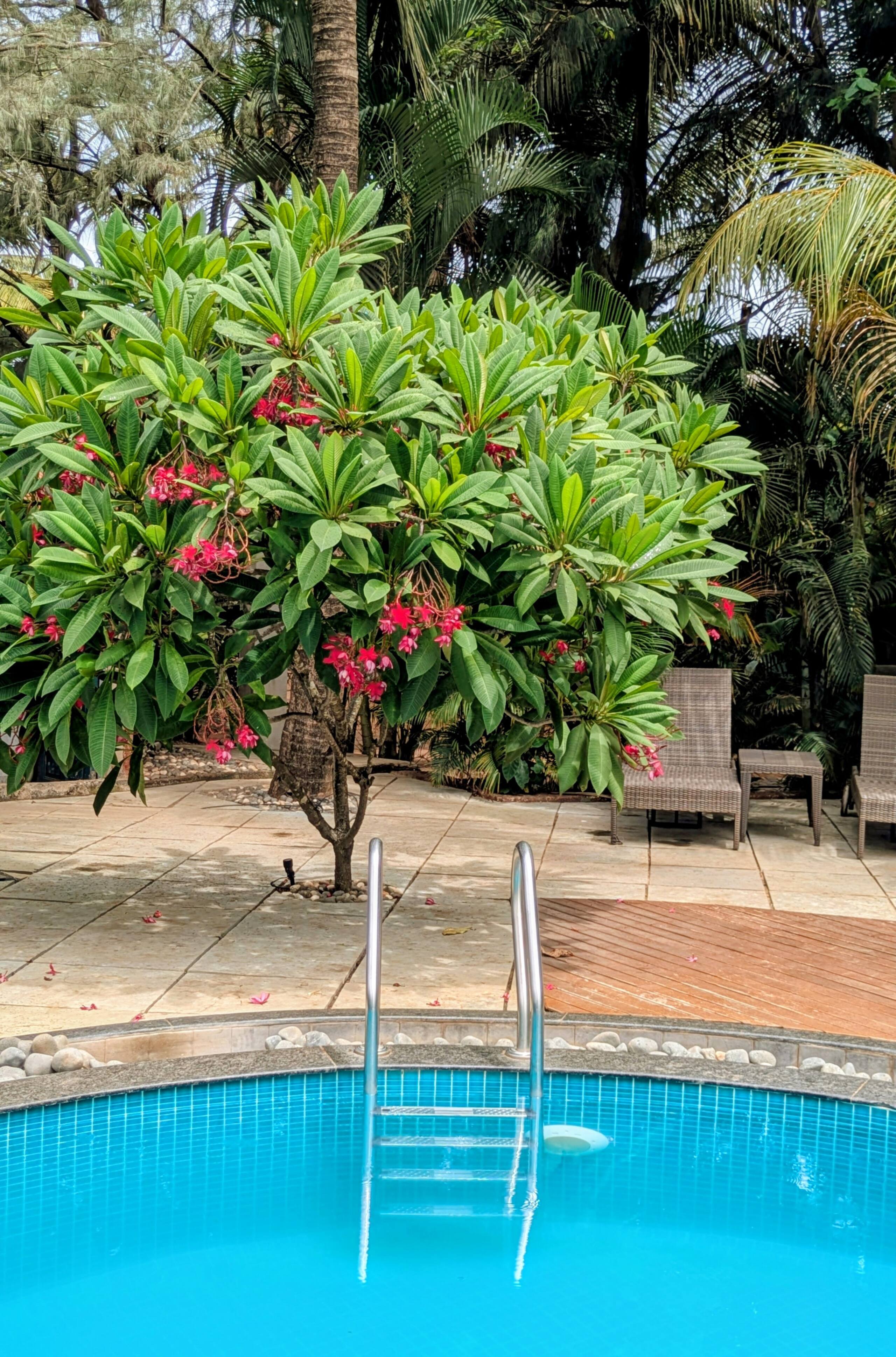 Papaya - tropical retreat steps from the beach! 38
