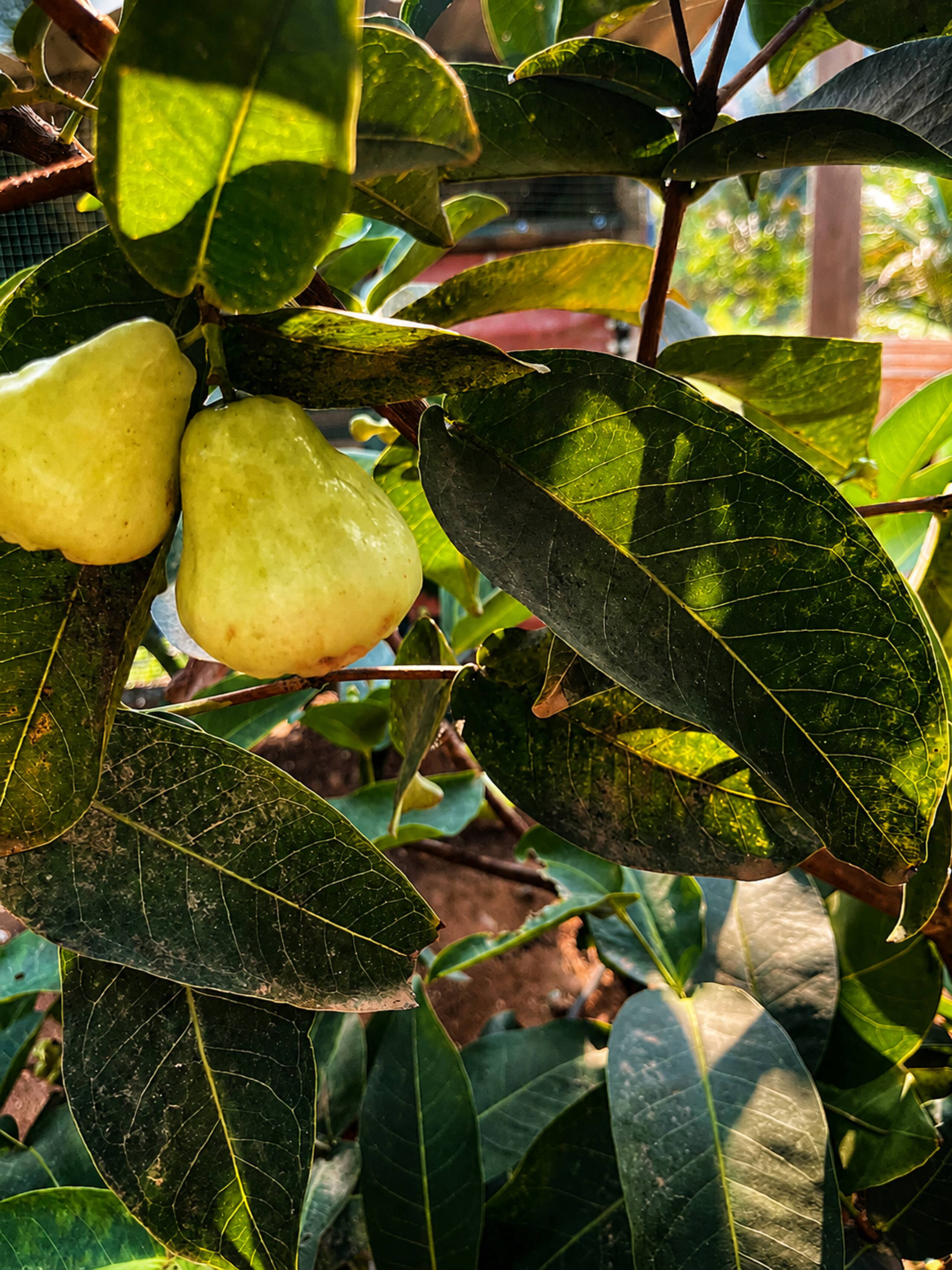 Ambaat Farm Hill View Cottage in Attappadi 17