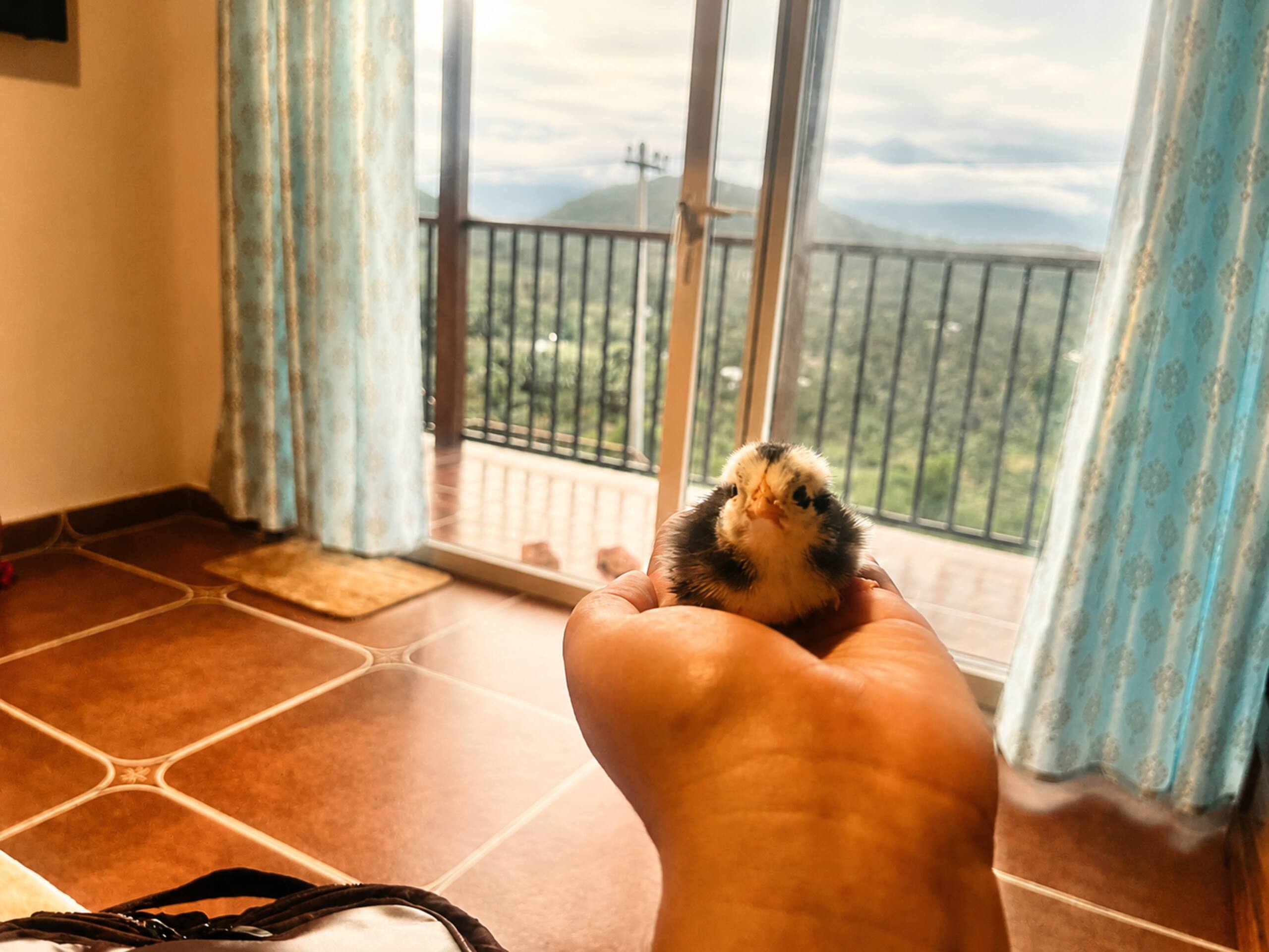 Ambaat Farm Hill View Cottage in Attappadi 12