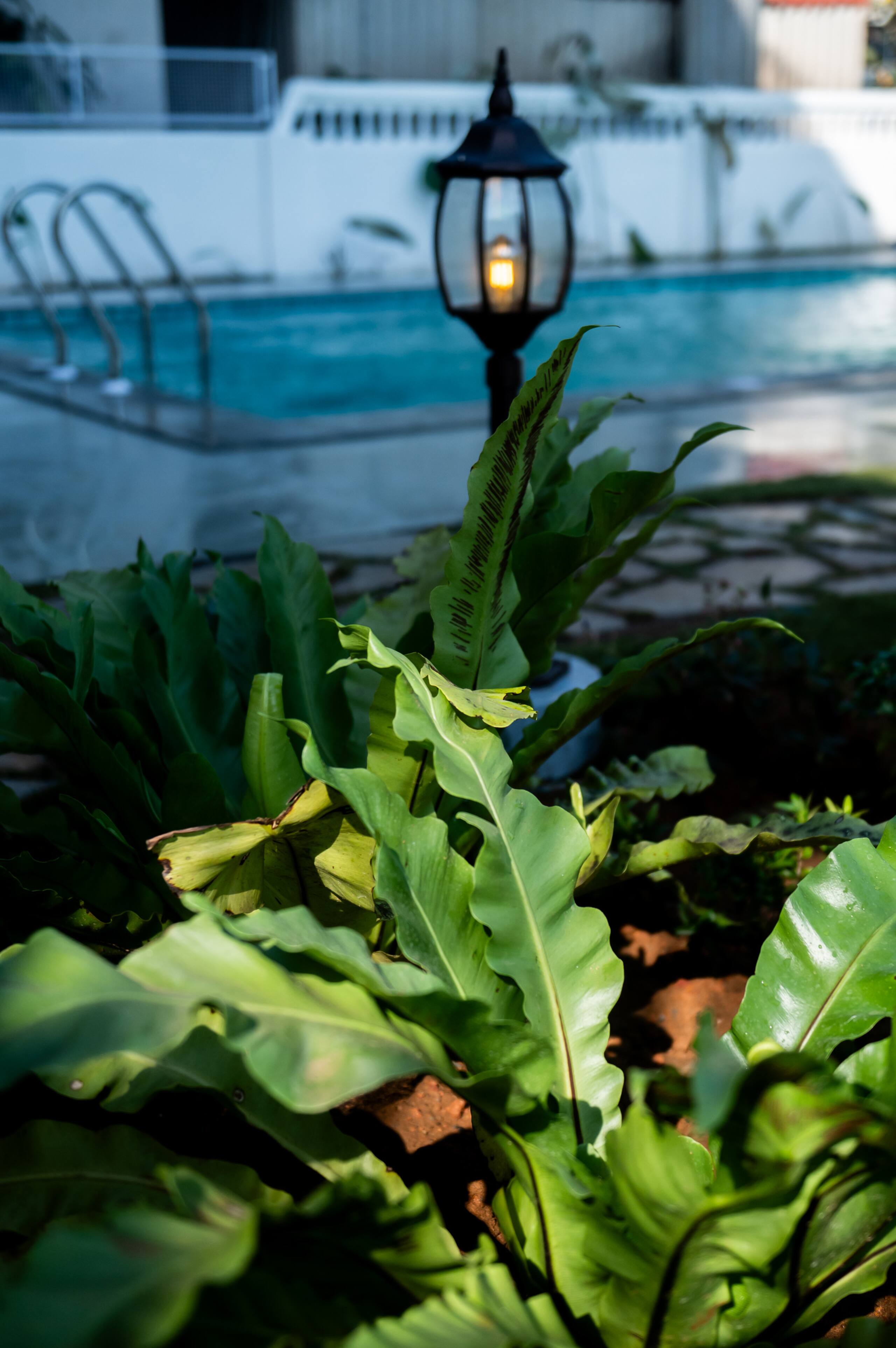 Casa De Alegria Goa / Bloom 12