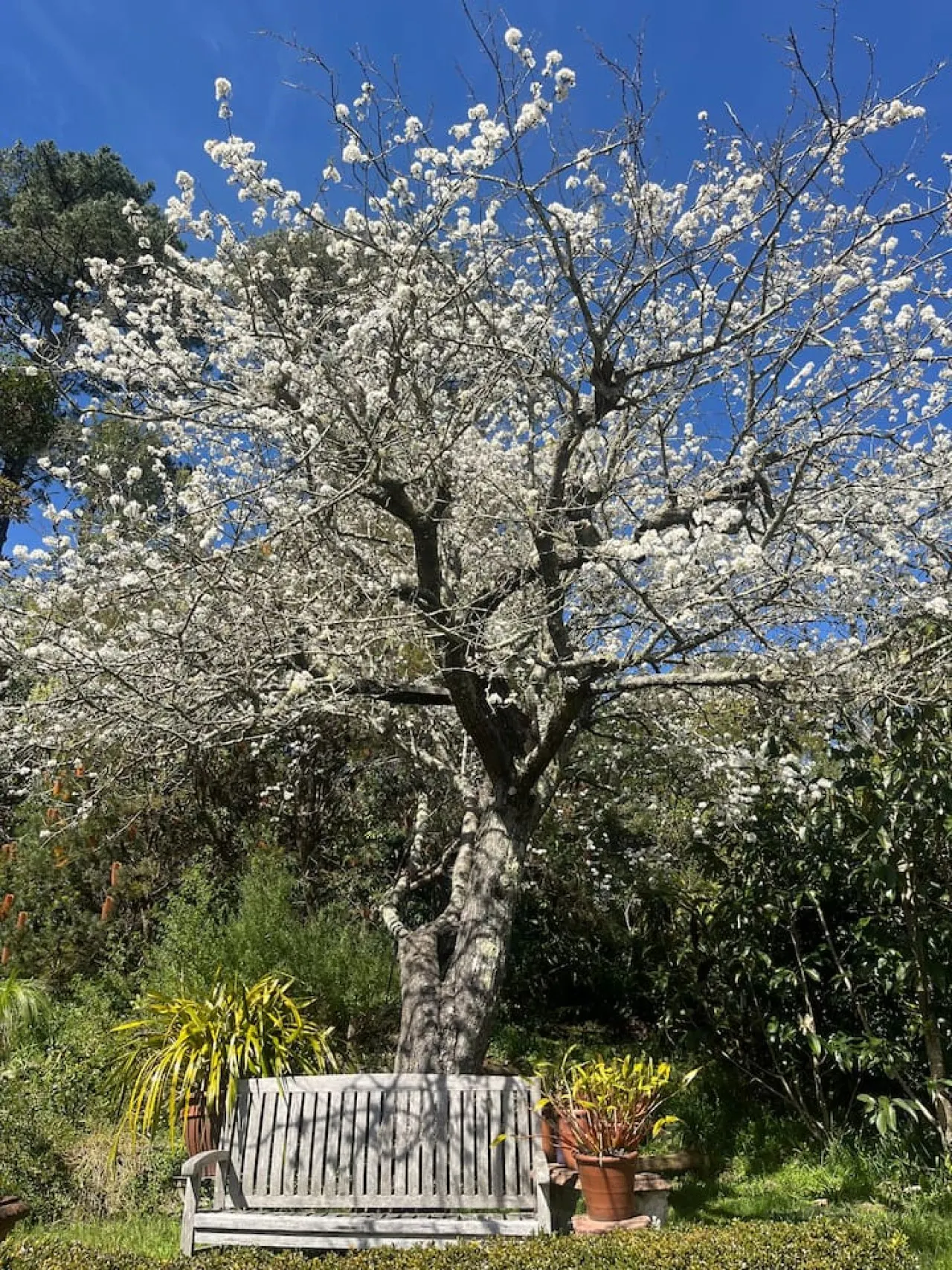 Bluebell Cottage 19