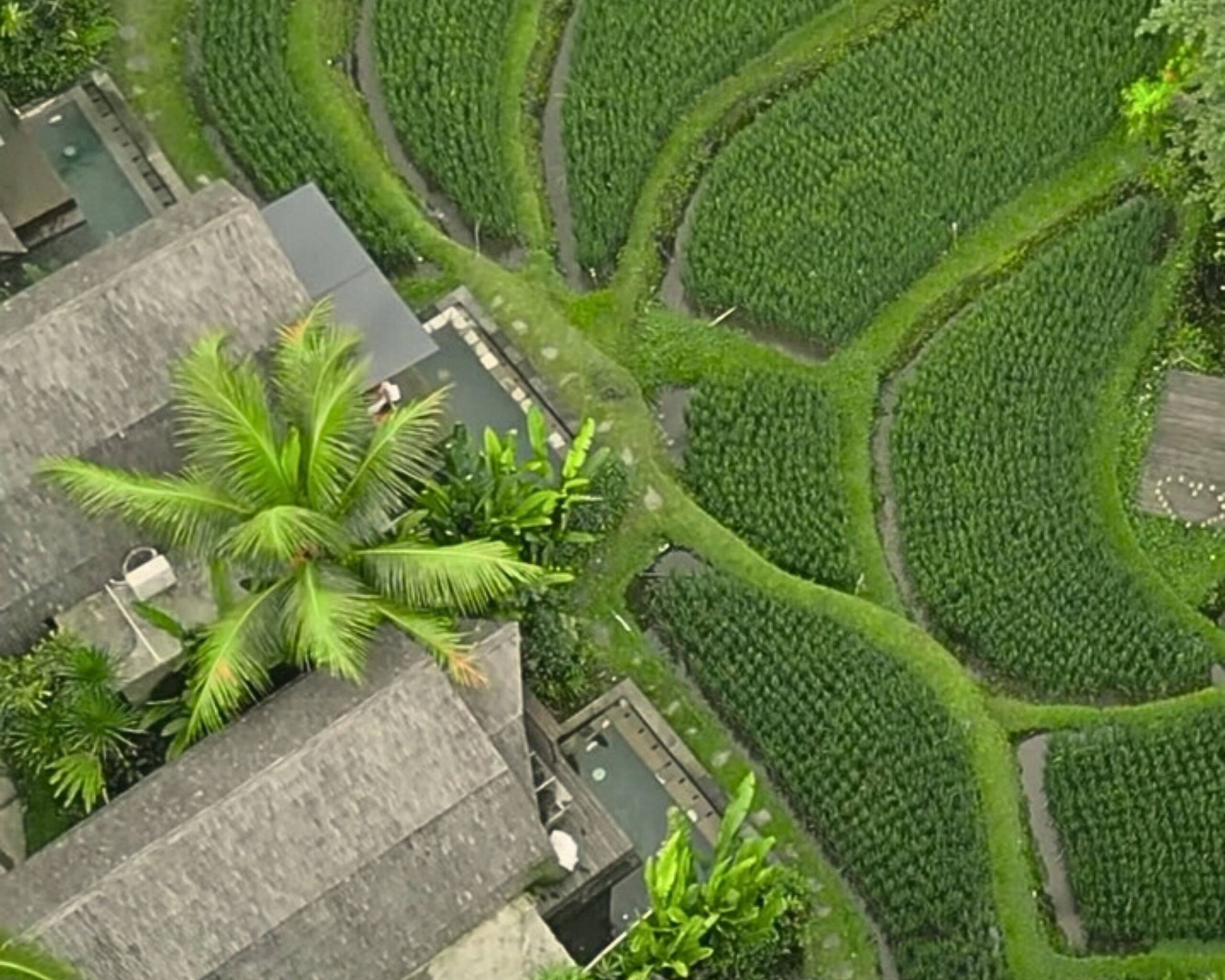 Menzel Ubud Basic Menzel Room 18