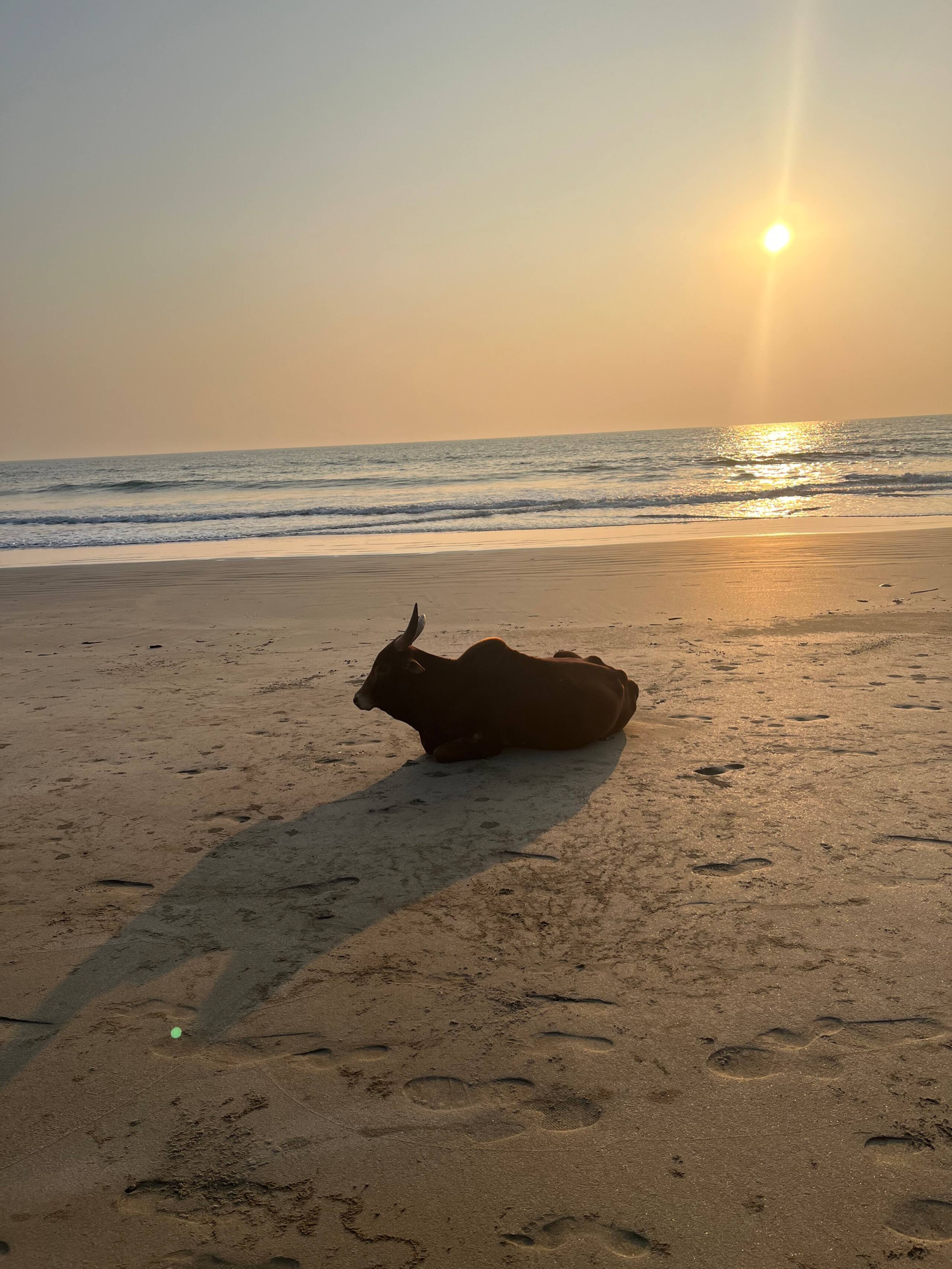 Tulsi Beach House, Talpona 28