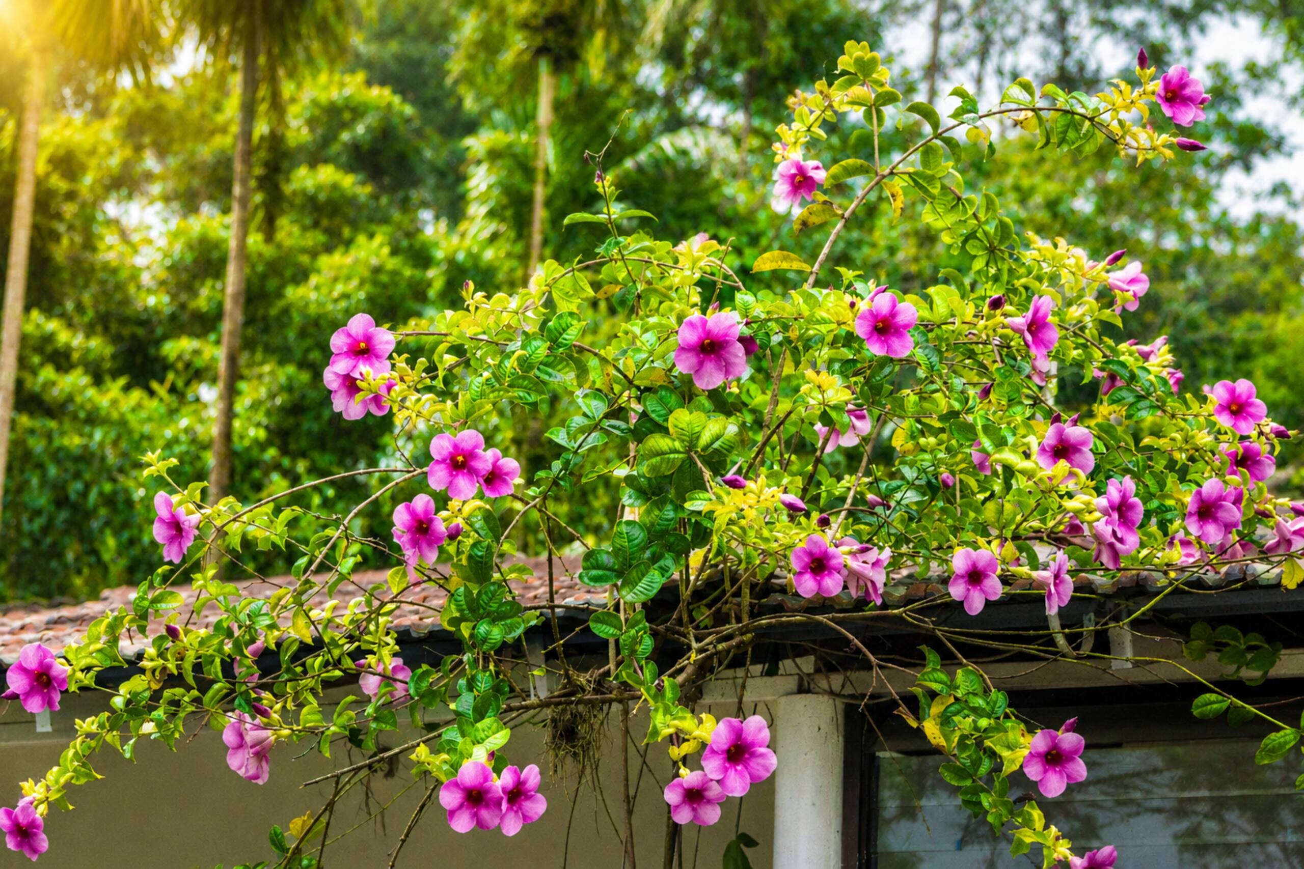 LaRa Homestay | Entire Private Coffee Estate Stay 24