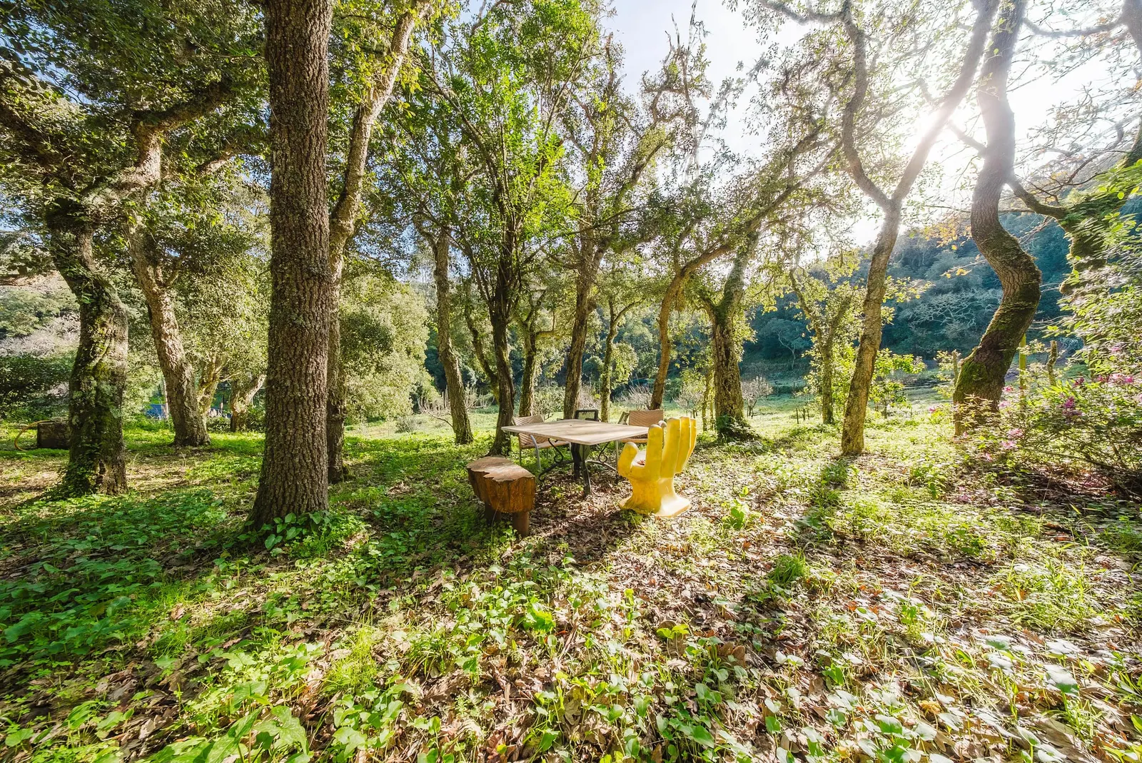 Biological farm, with a view, in the Serra de Sintra 2