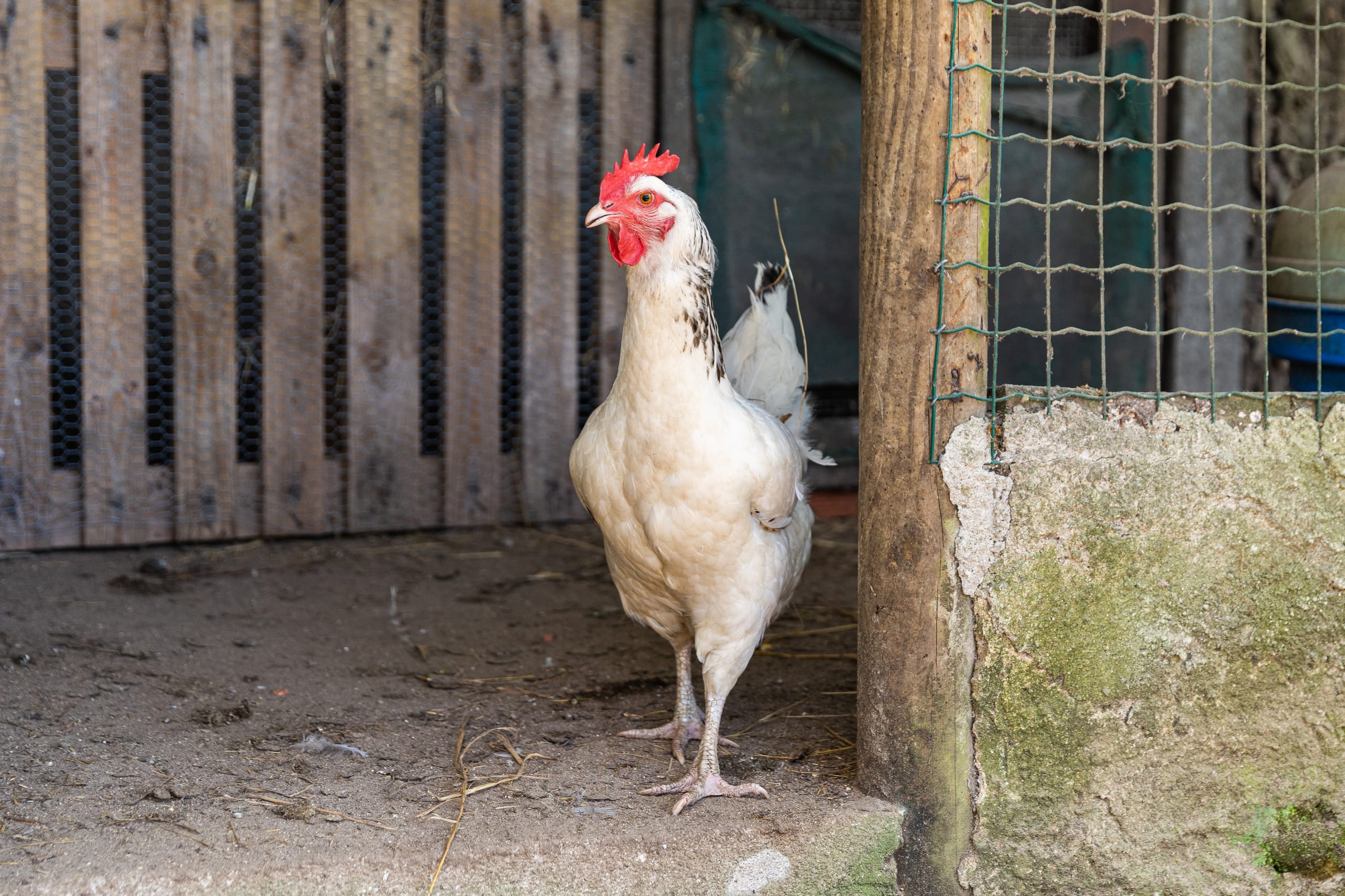 Biological farm, with a view, in the Serra de Sintra 38