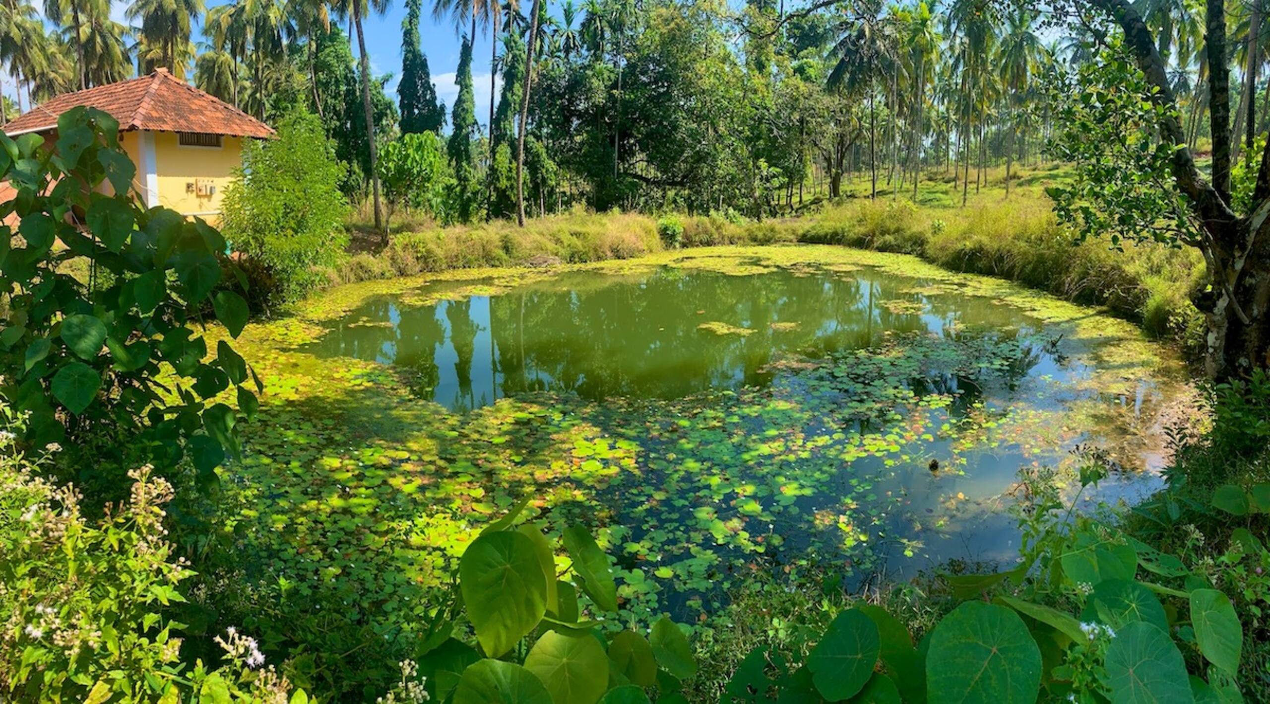 Monappa Estate: Where Peace never ends! 26