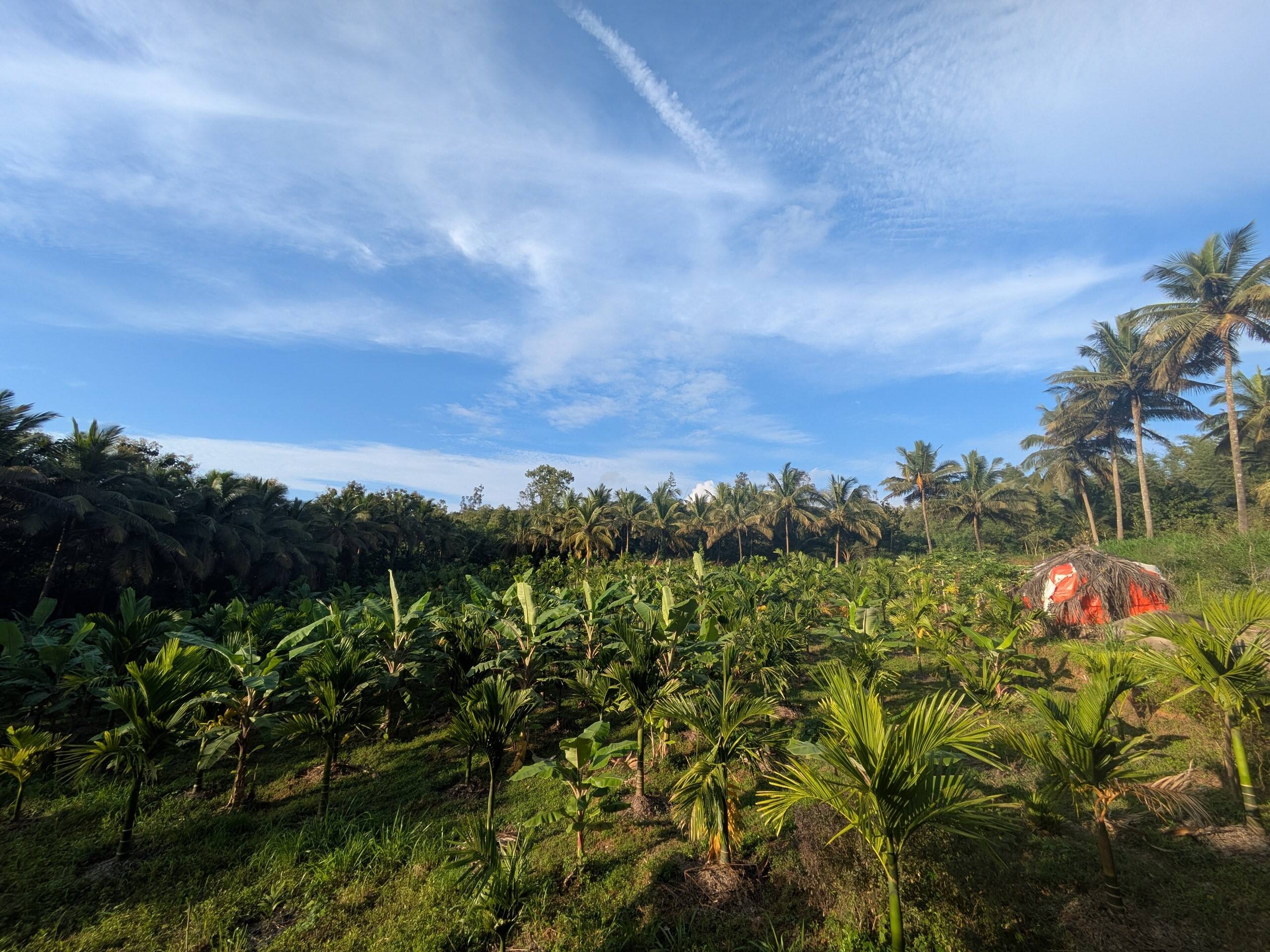 Vruksha Vatikaa 16