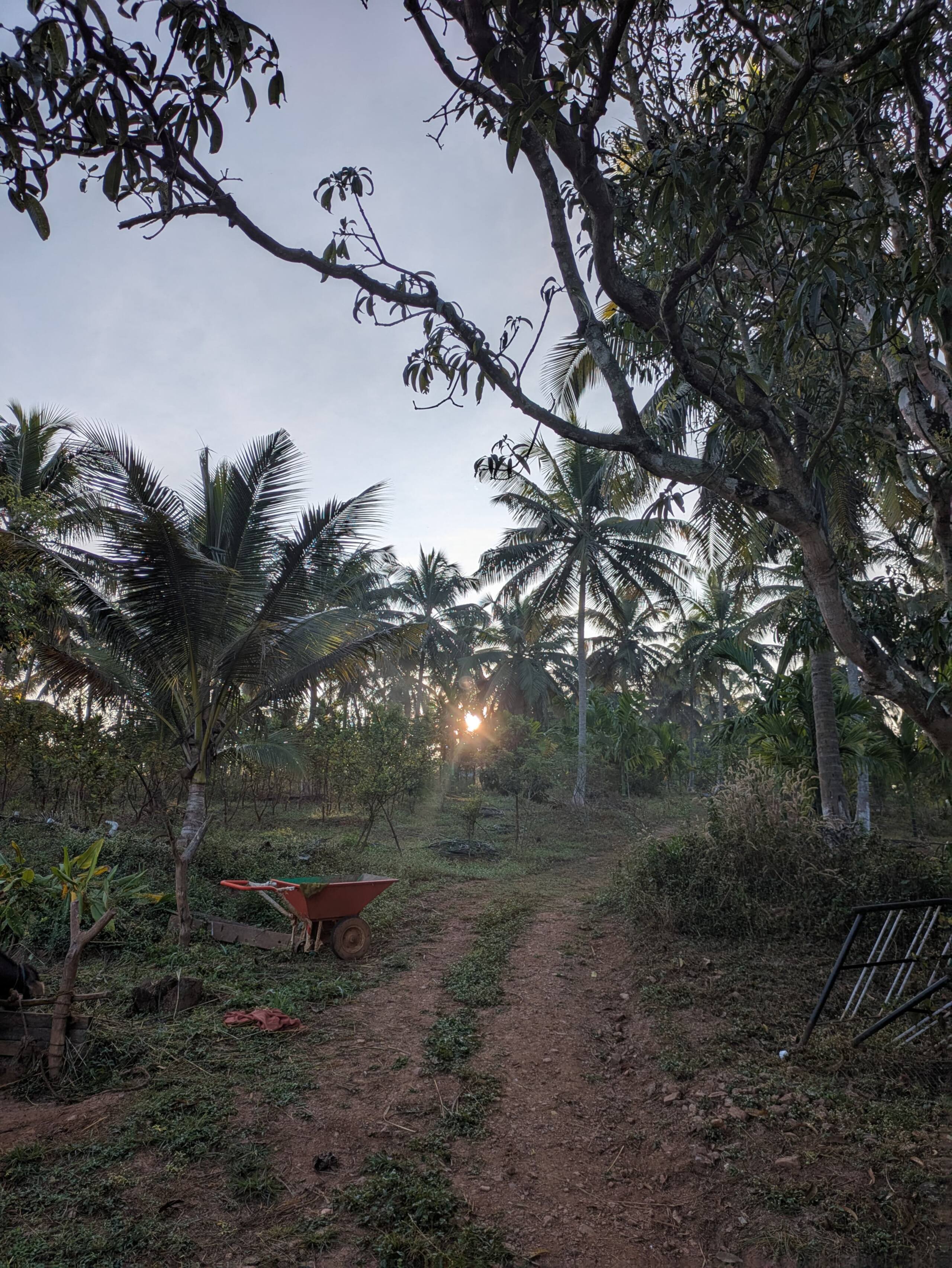 Vruksha Vatikaa 19