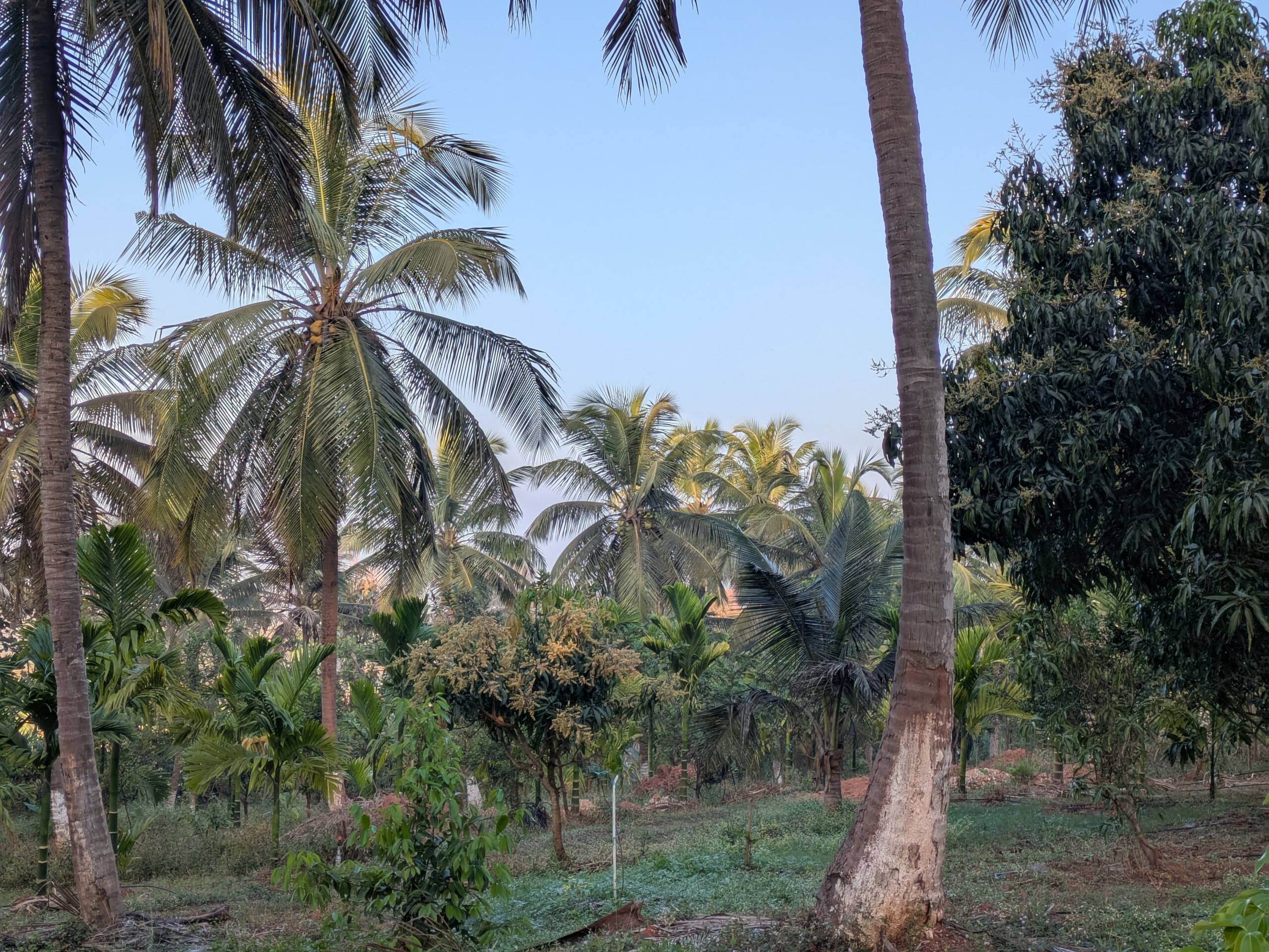 Vruksha Vatikaa 6