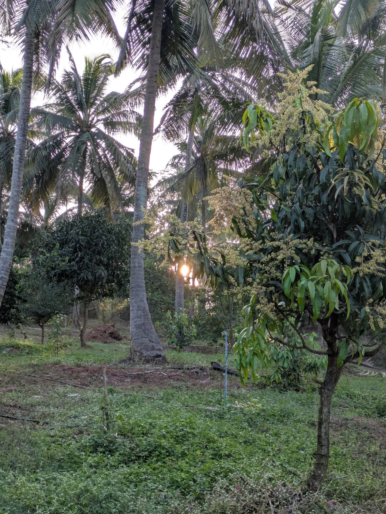 Vruksha Vatikaa 17