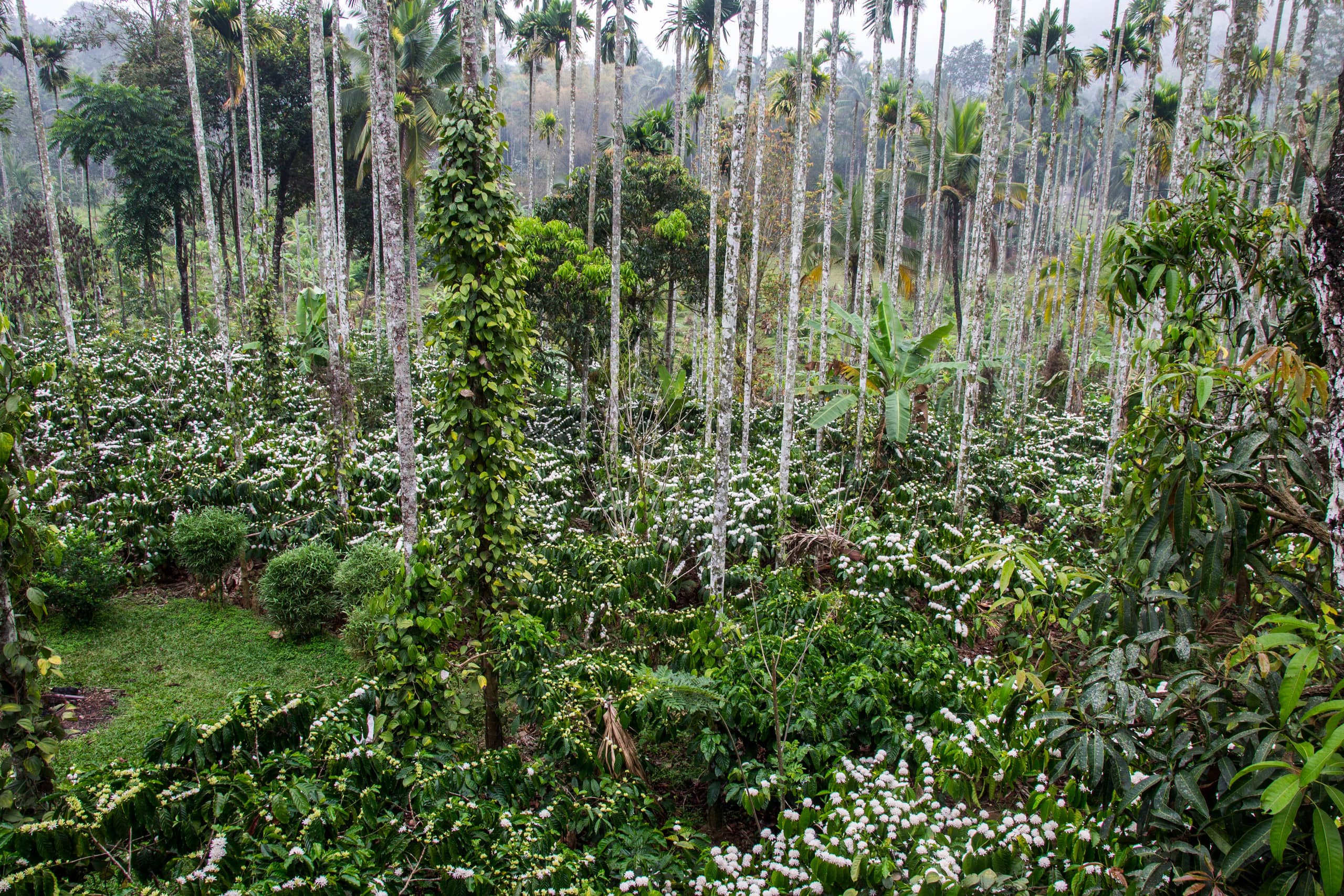 Hornbill Roost 18