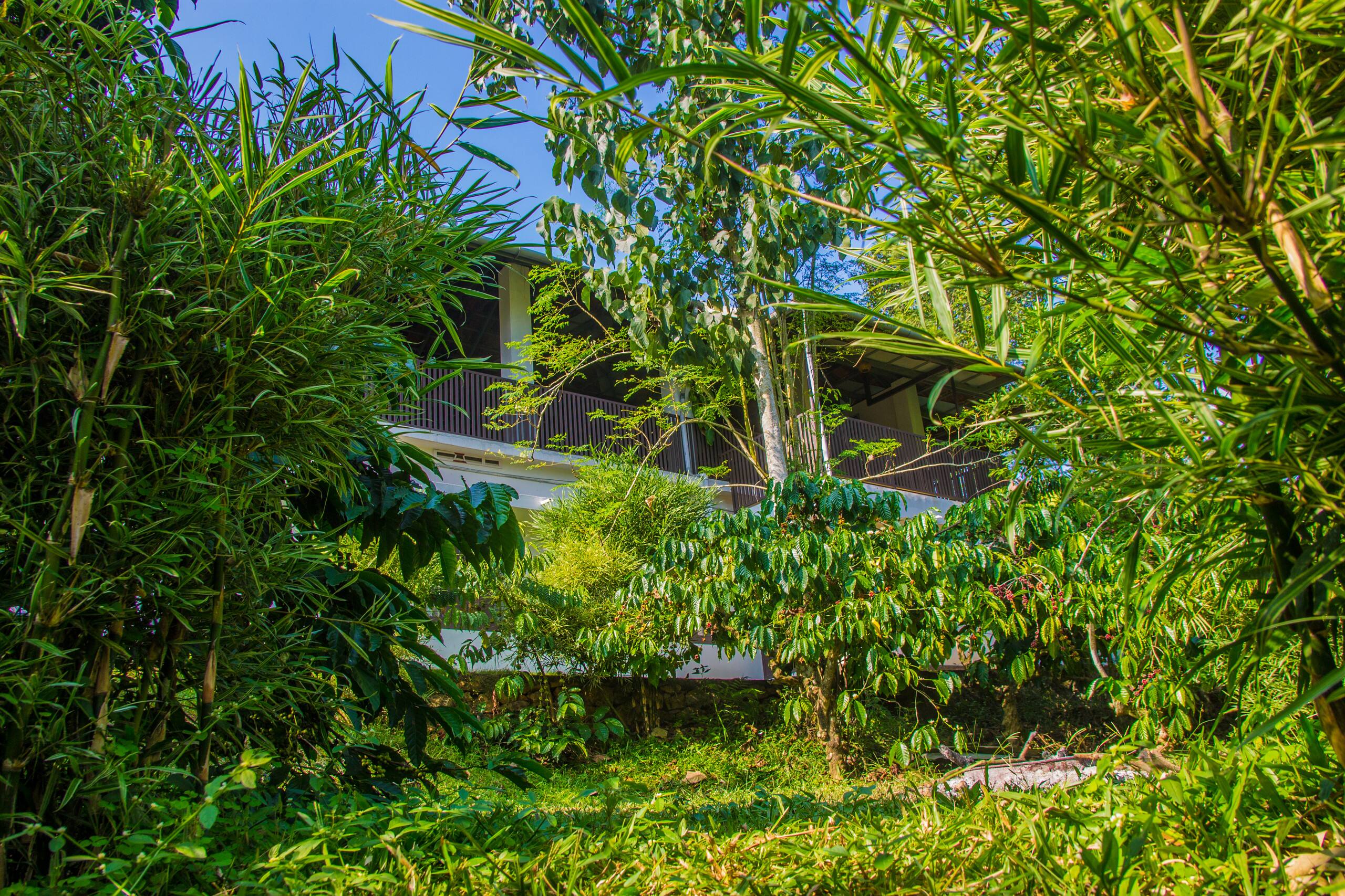 Hornbill Roost 11