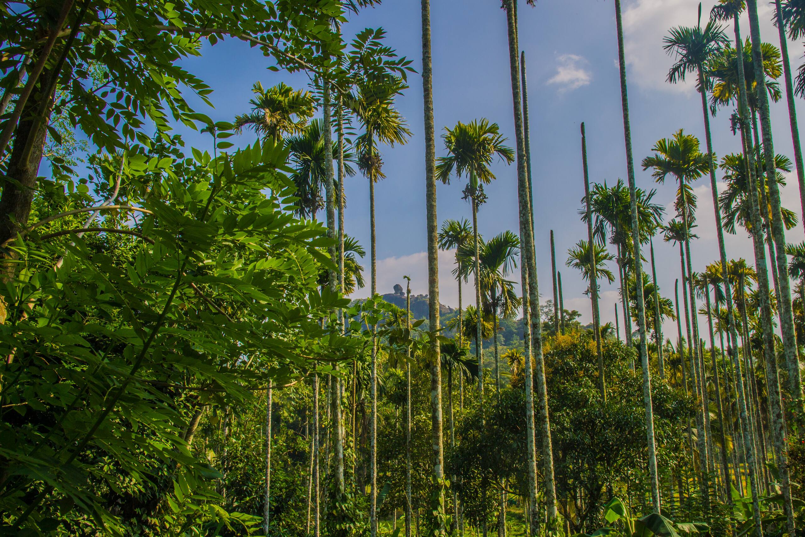 Hornbill Roost 7