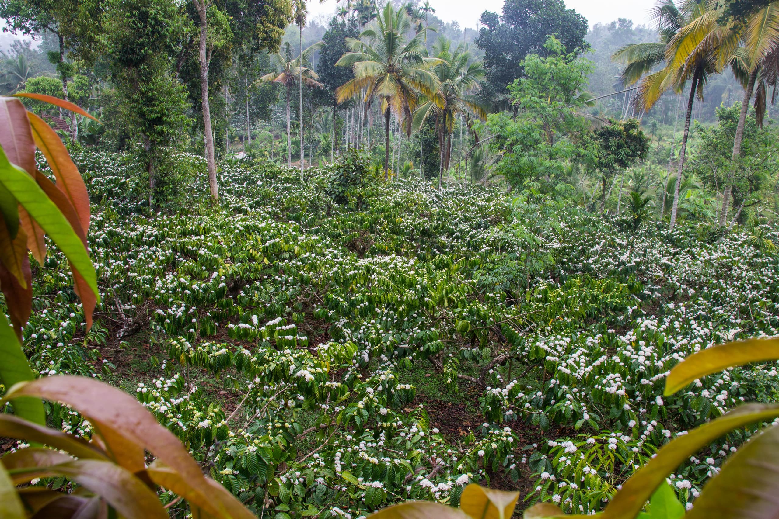Hornbill Roost 19
