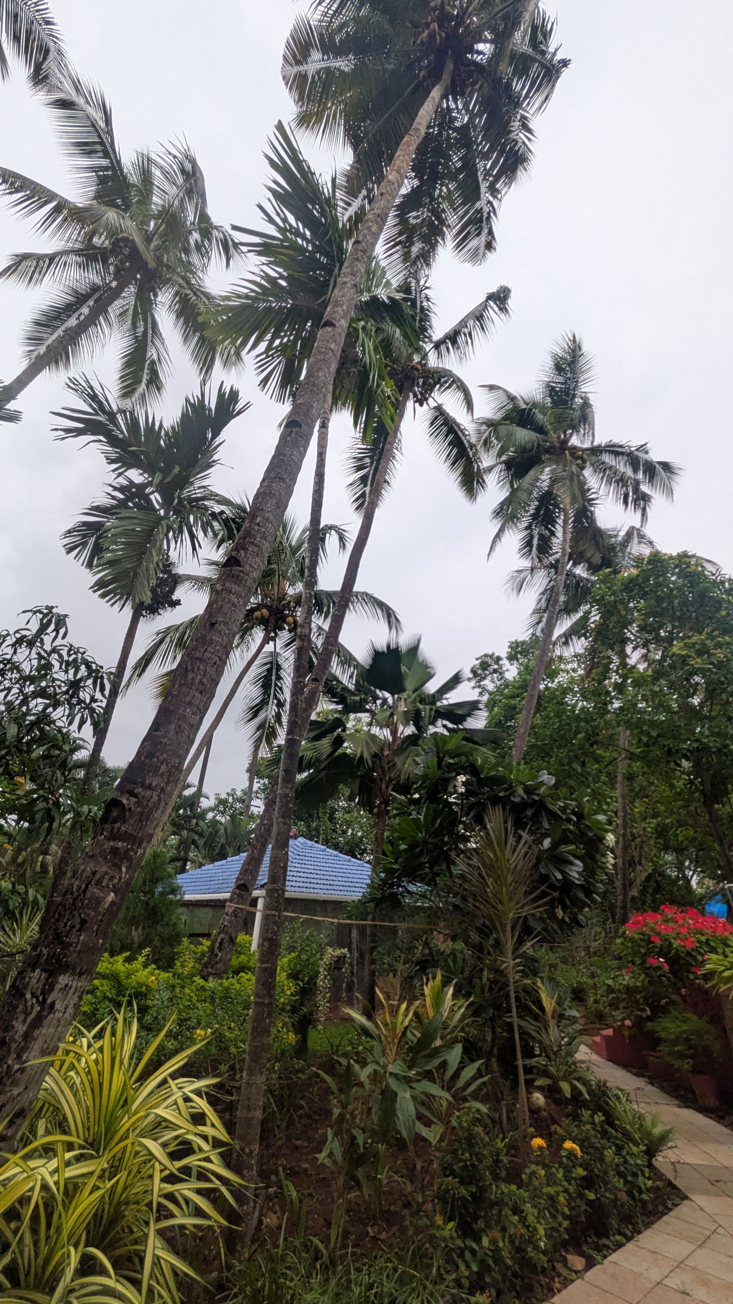 Coco & Cane | 3.5BHK | Pvt Pool | Gazebo | Beach 37