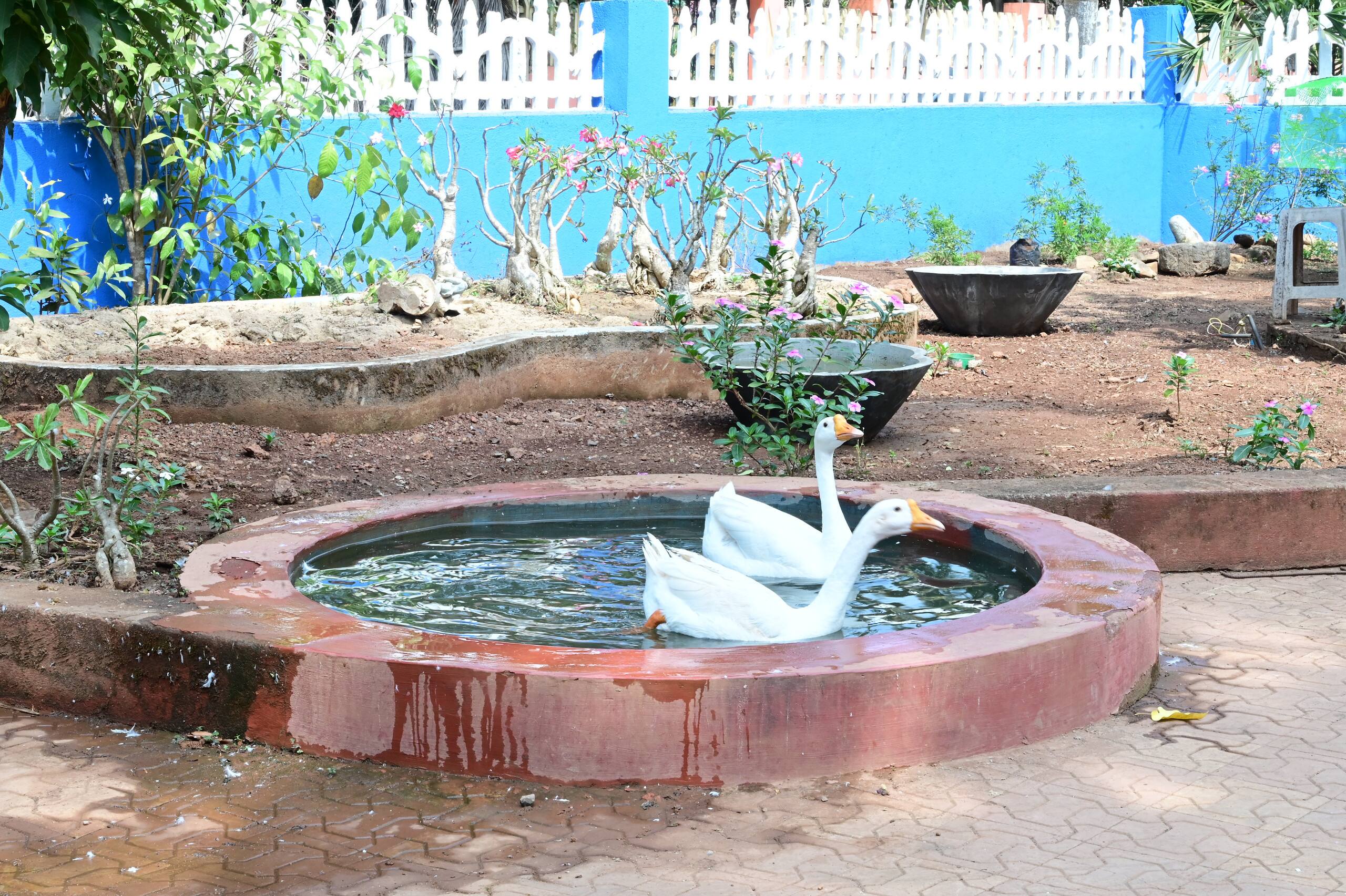Casa Azul de Colva Lily 5 — photo 5