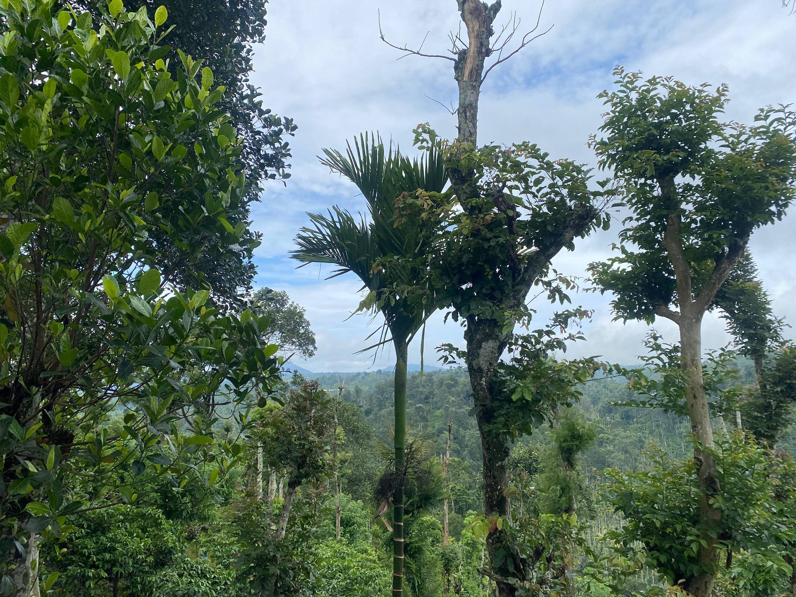 Aashiana Plantation Retreat- HOME STAY 21