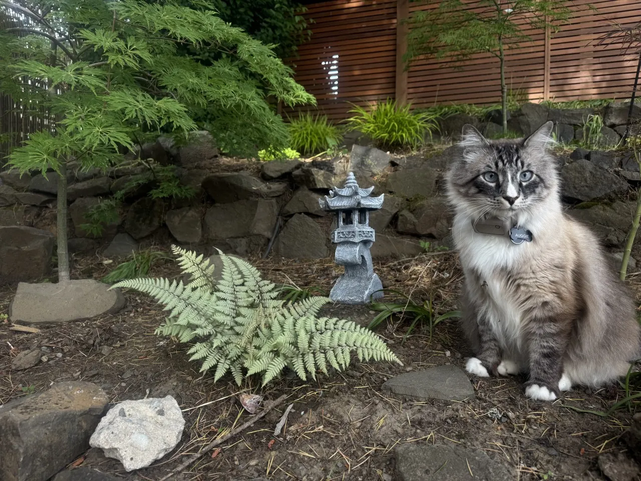 Zen Spa Tiny Haus: Sauna & Fire Pit · Near UO — photo 5