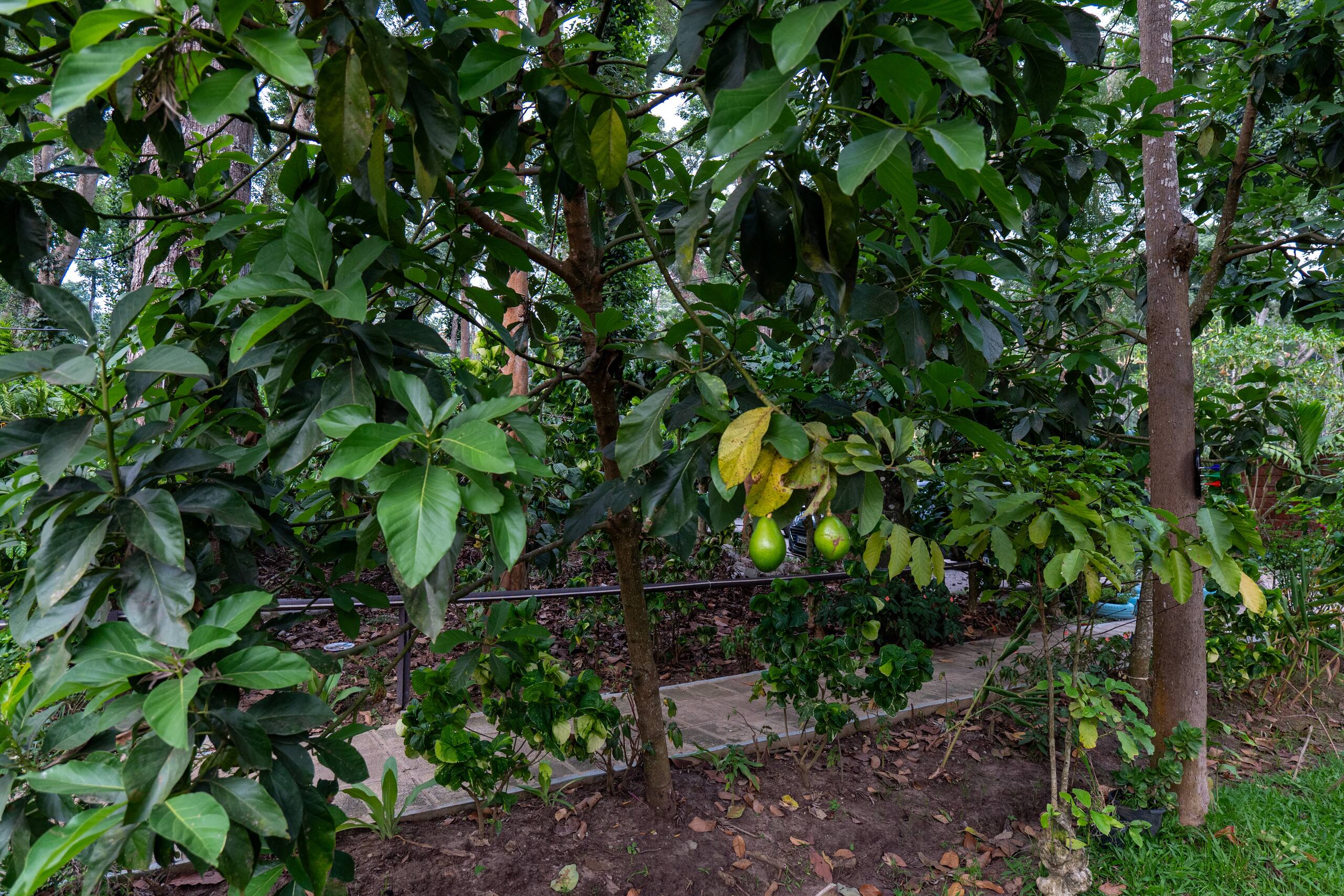 Suite W/ Shared Garden in Avocado & Coffee Estate 28