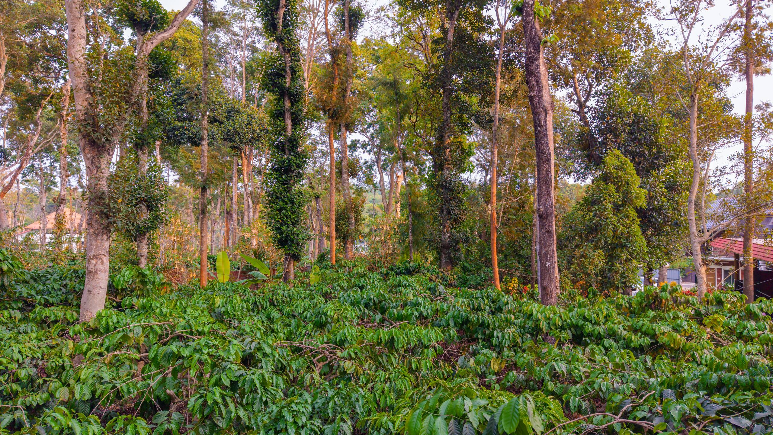 Suite W/ Shared Garden in Avocado & Coffee Estate 29