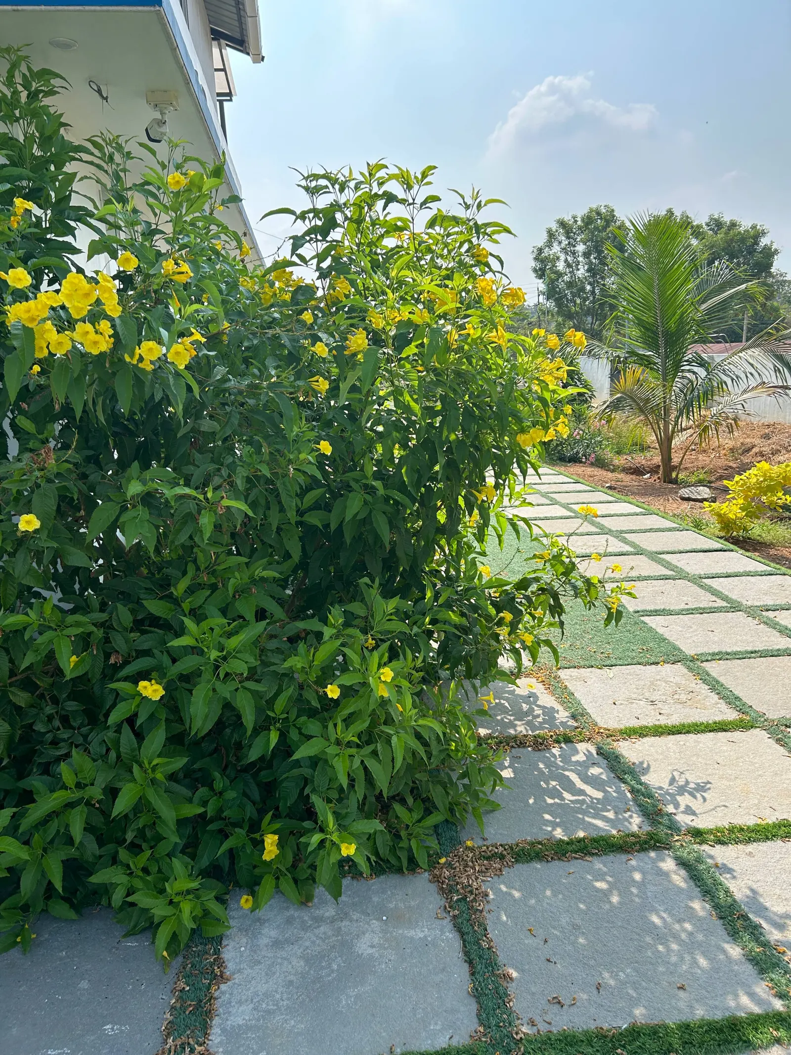 Vrindhavan - stay in green 32