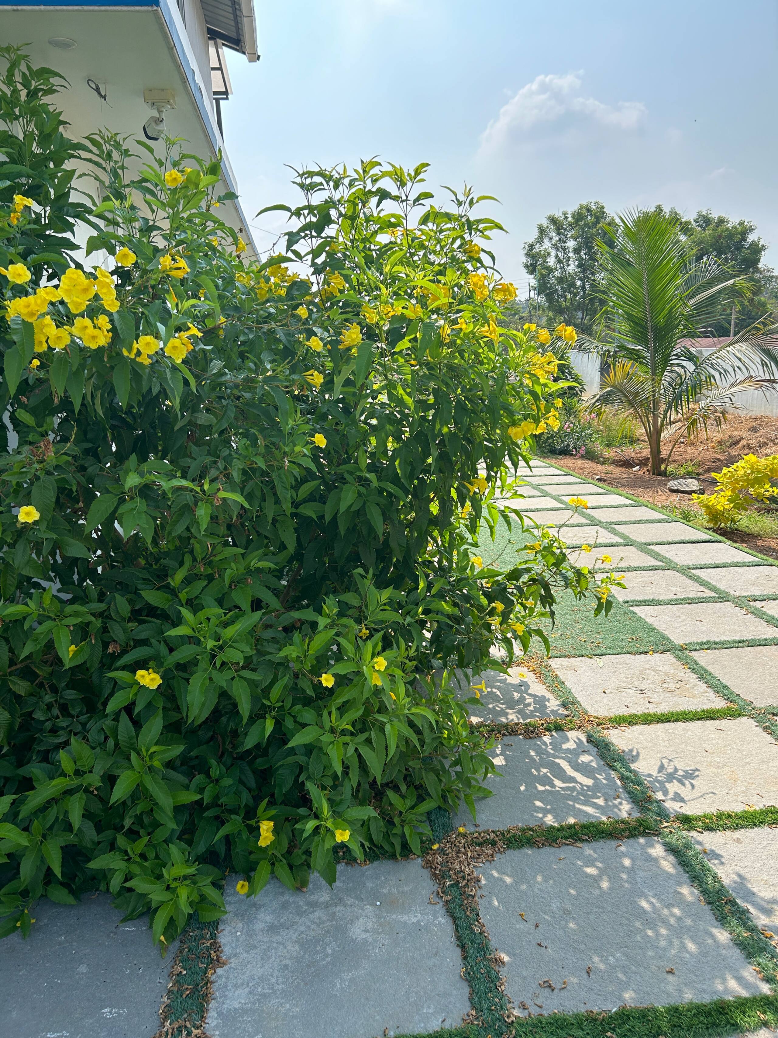 Vrindhavan - stay in green 32