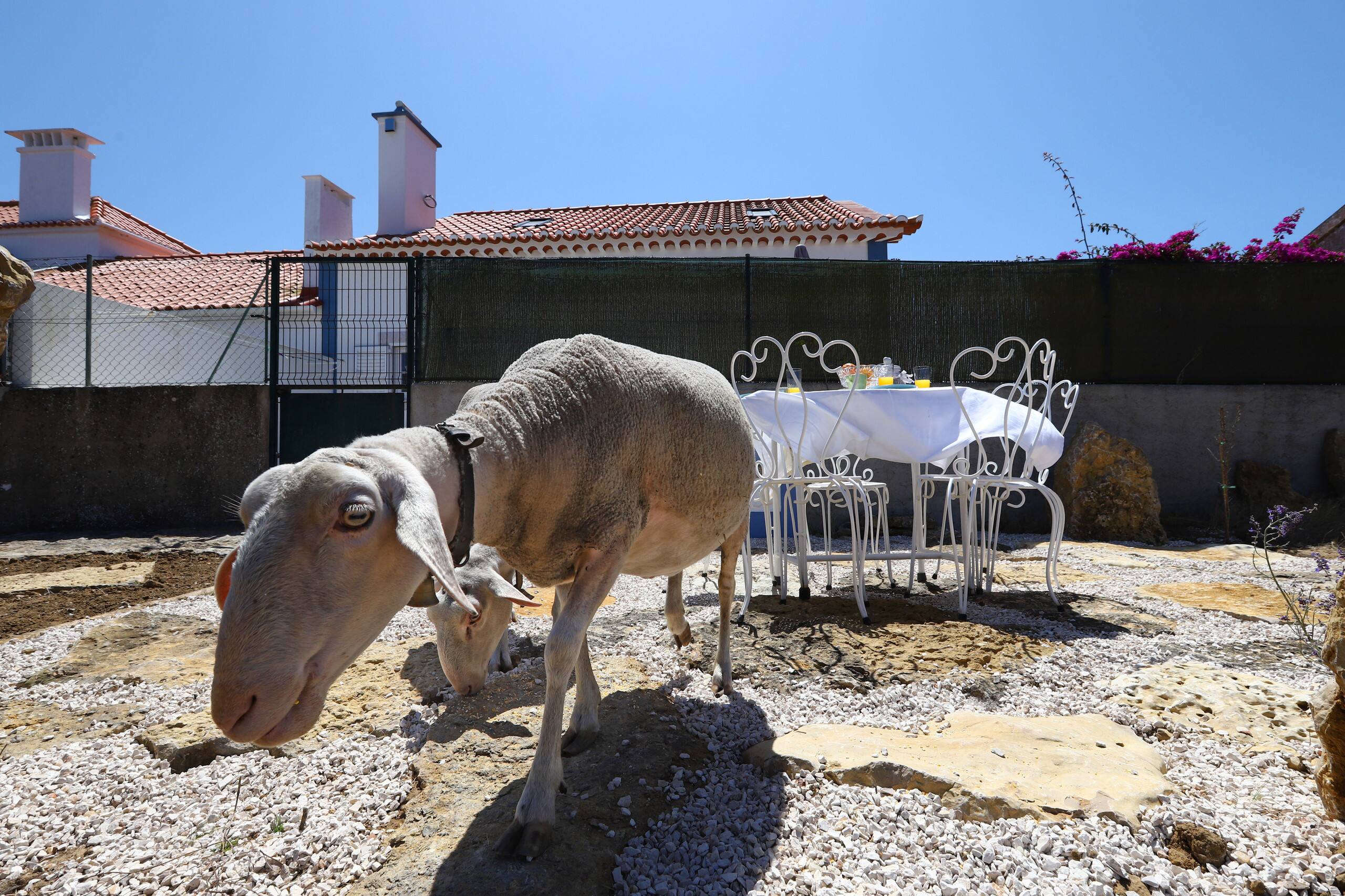 The Sheep’s House 39