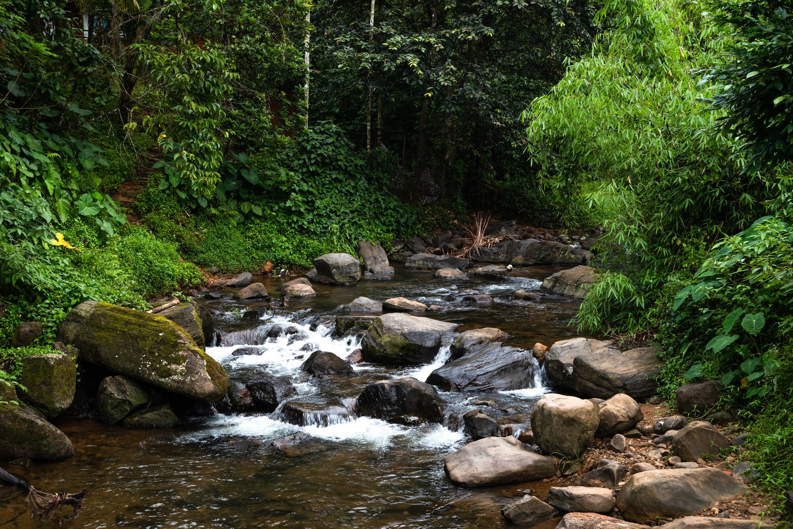 Bastiat Stays | Nestled Nook | Vythiri, Wayanad 4