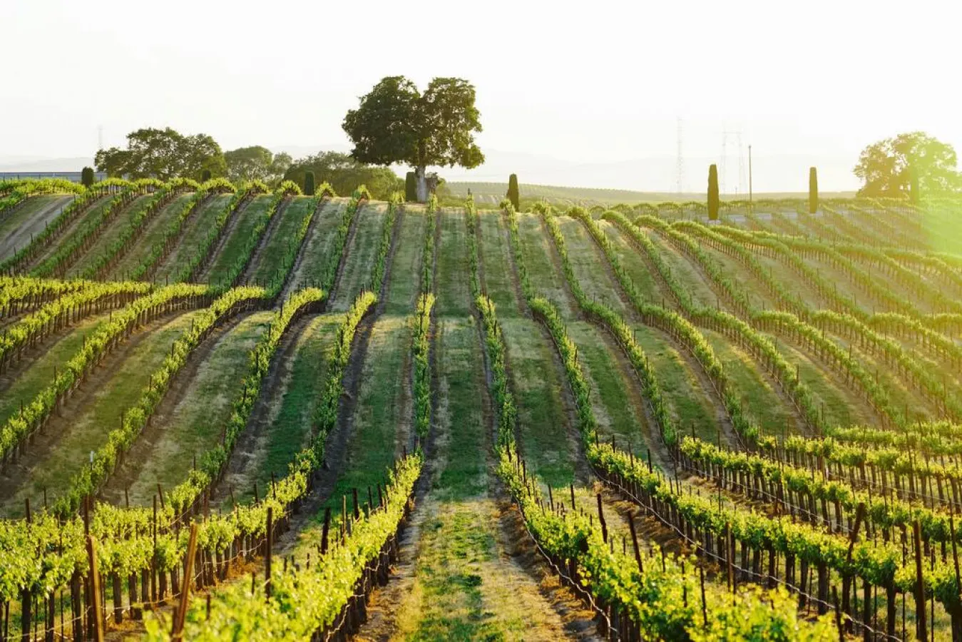 Chateau Robles - Gated Private 30 Acre Vineyard 18