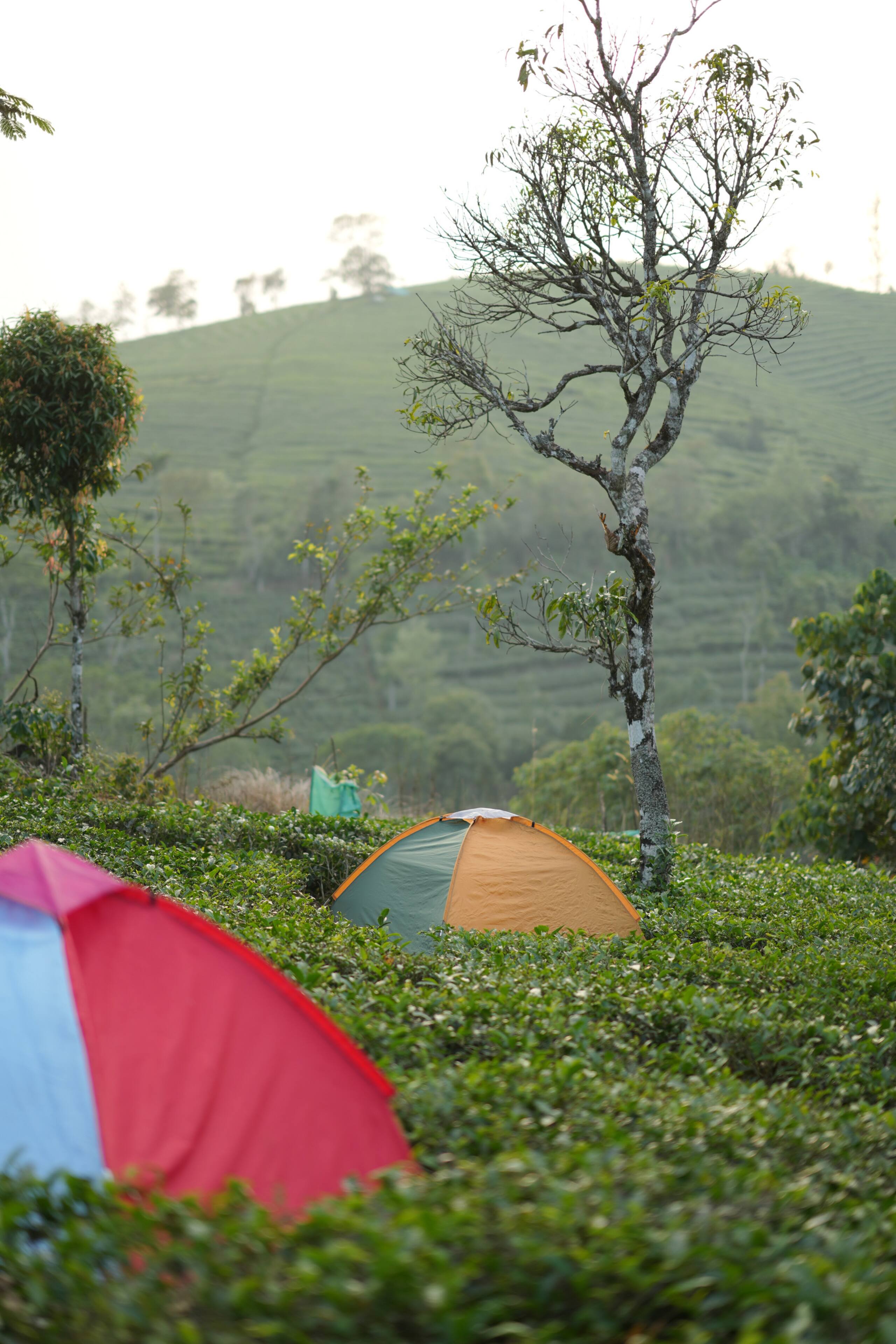 Aura Tree House Tent 1 — photo 4