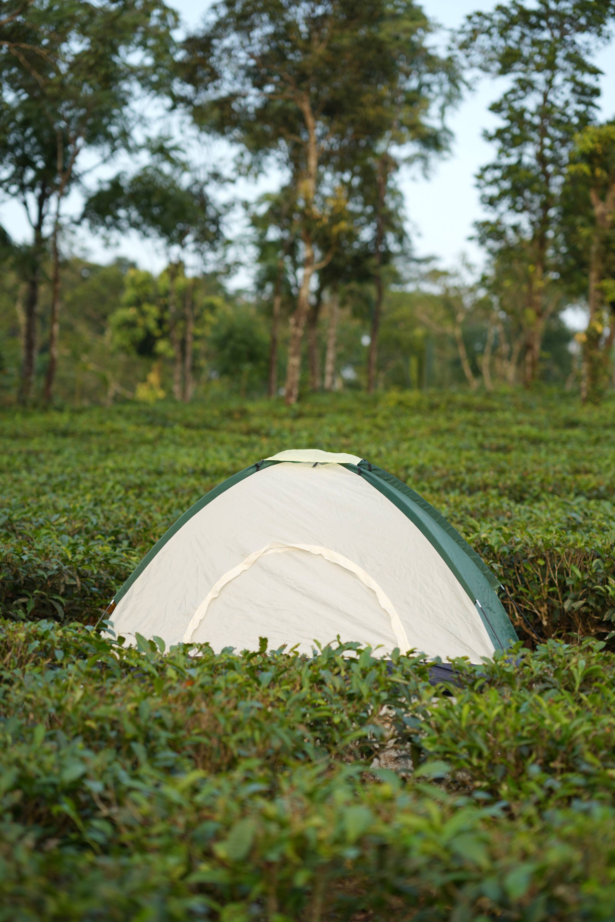 Aura Tree House Tent 1 31