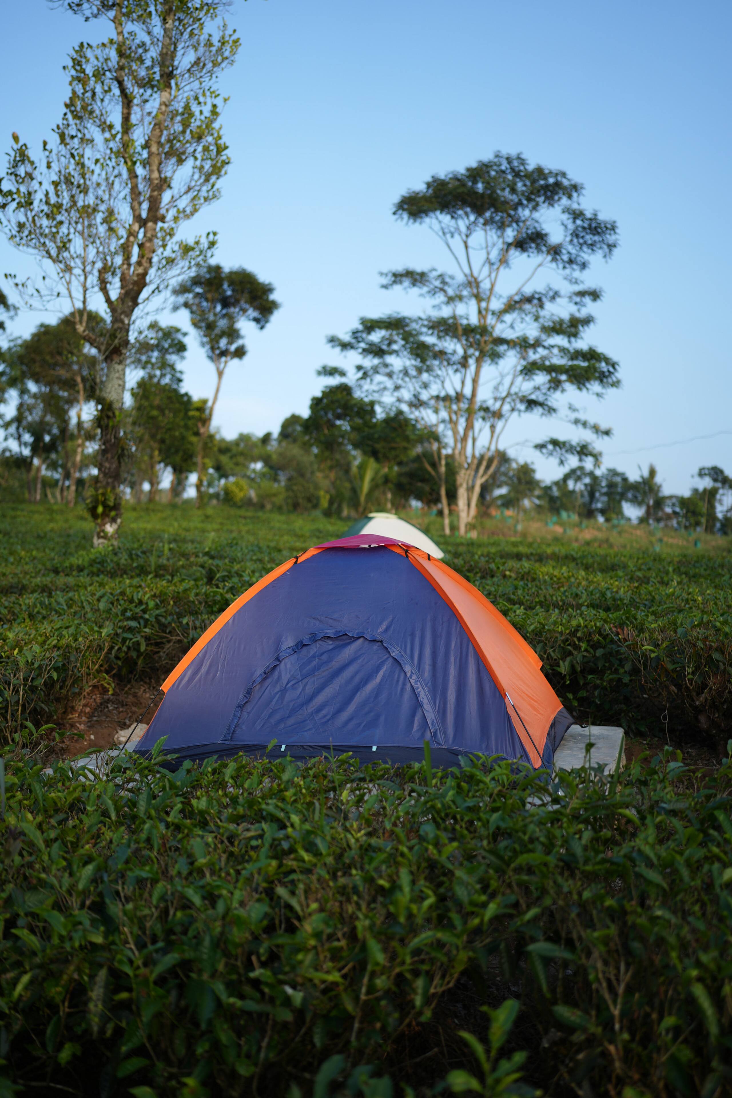 Aura Tree House Tent 1 — photo 5