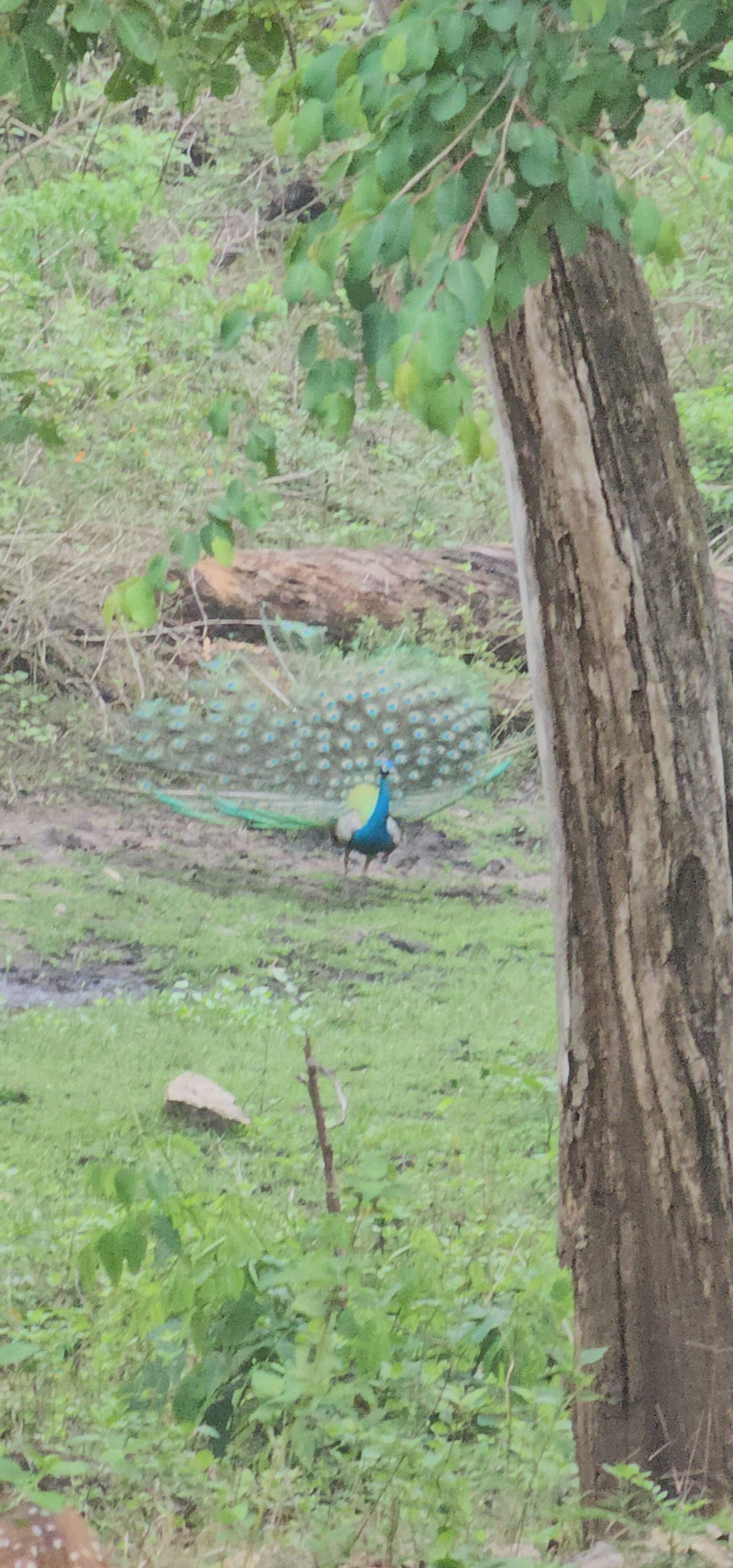 Sunrice Forest Villa Wayanad 25