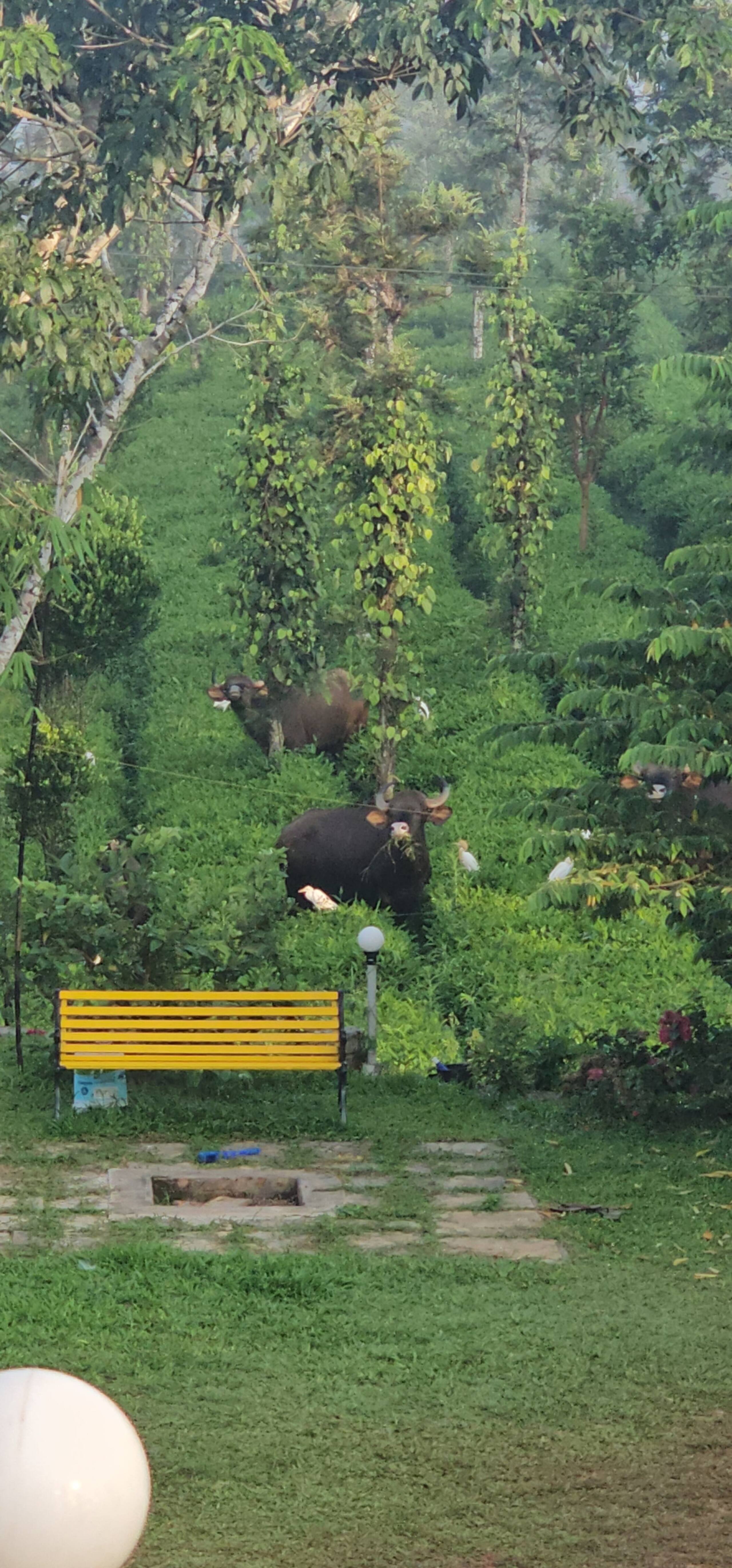 Sunrice Forest Villa Wayanad 21