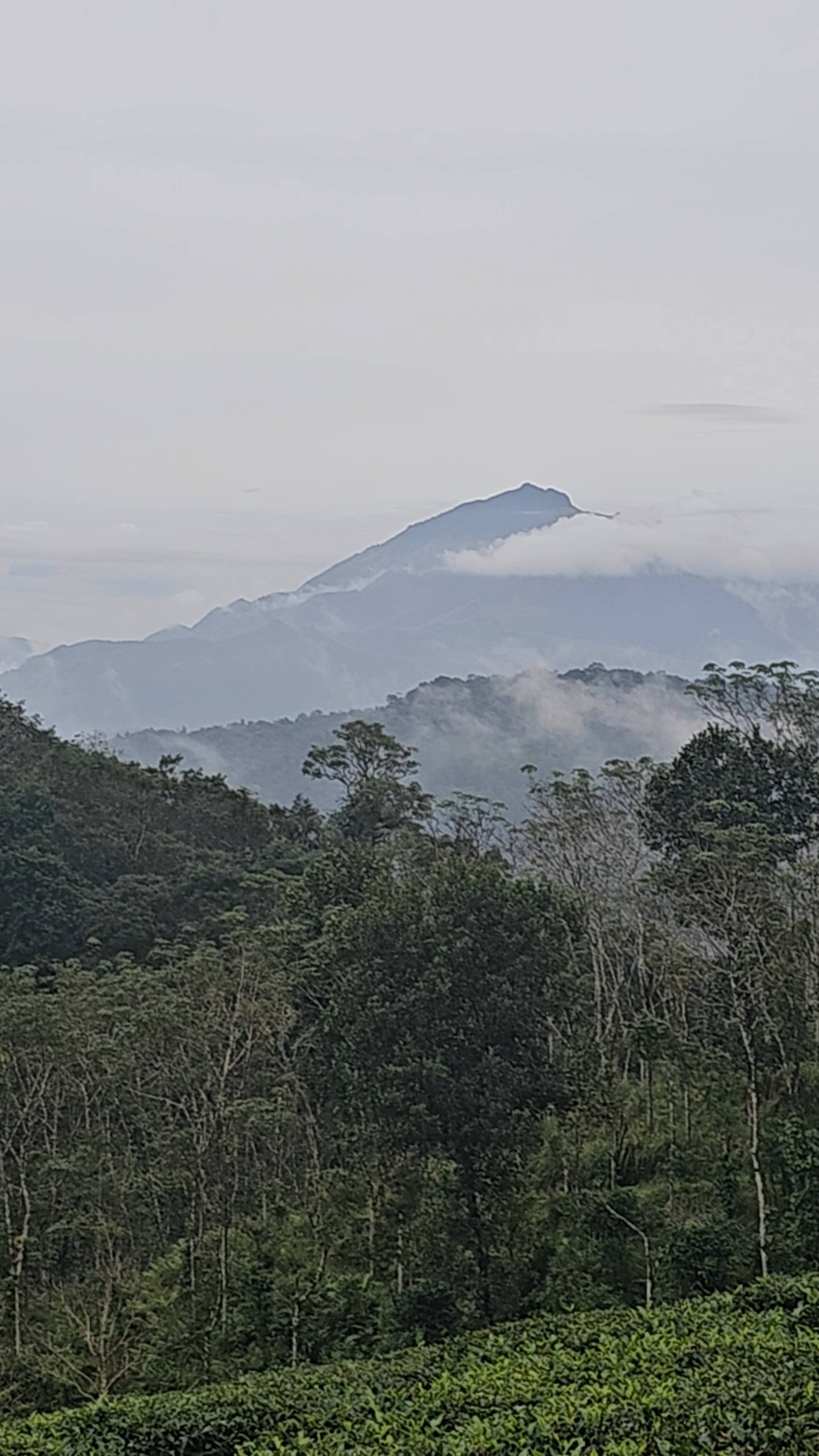 Sunrice Forest Villa Wayanad 27